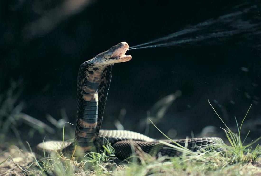 What Spitting Cobras are Aiming For. Cobra snake, Poisonous