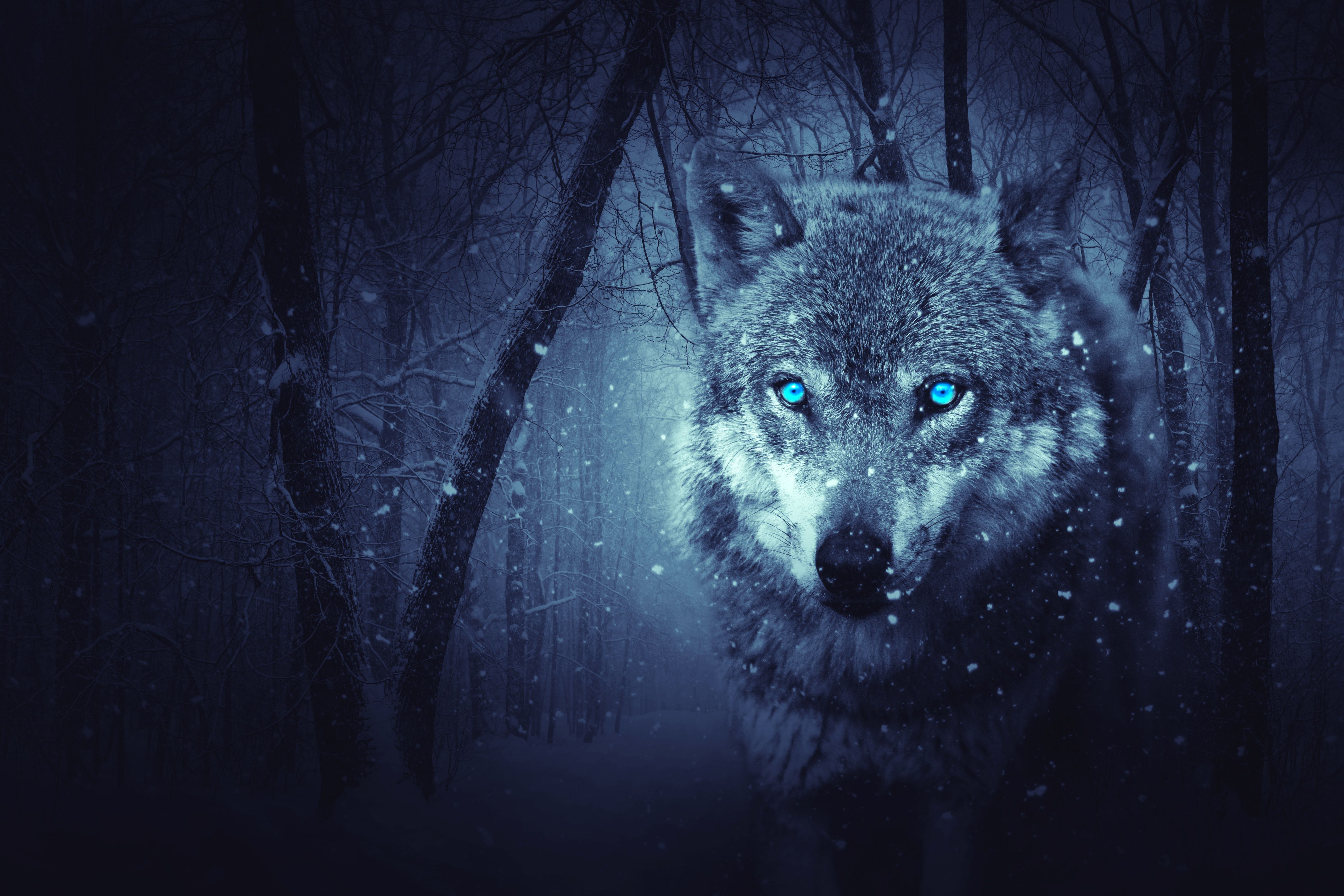 Blue Wolf Eye Wallpaper Free Blue Wolf Eye Background