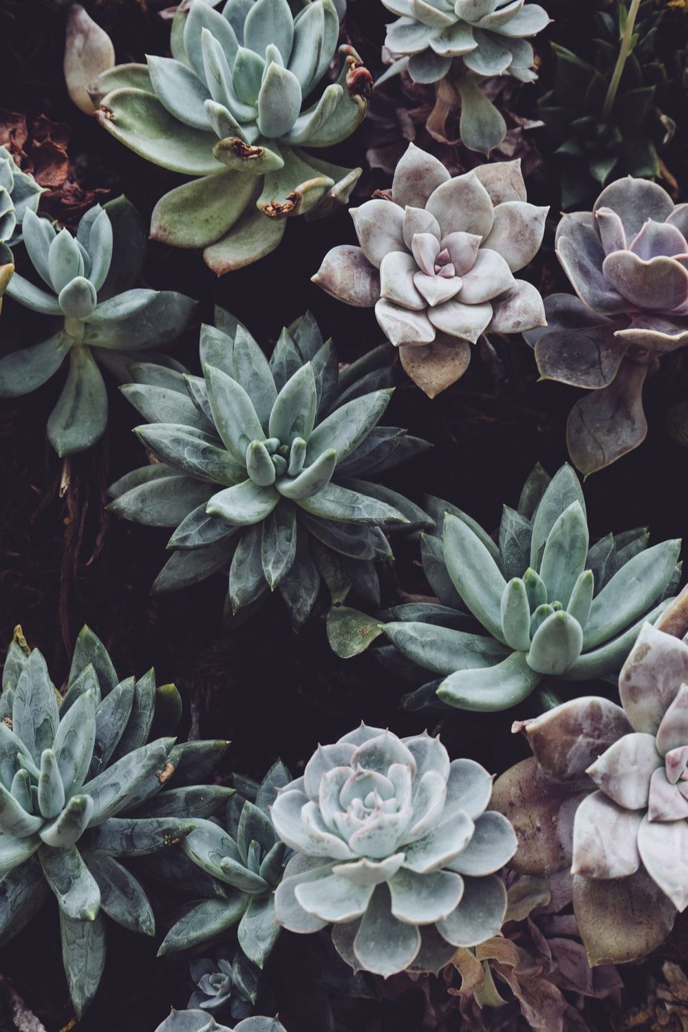 Succulent Picture. Download Free Image