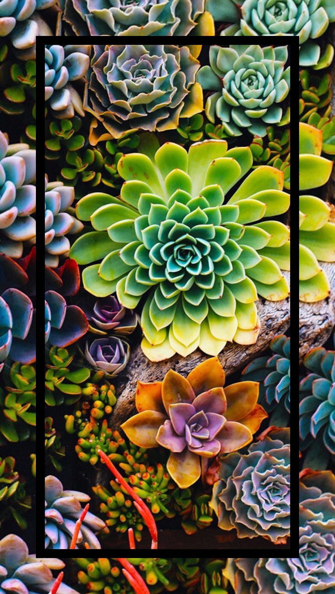 iPhone. Succulents wallpaper, Flower