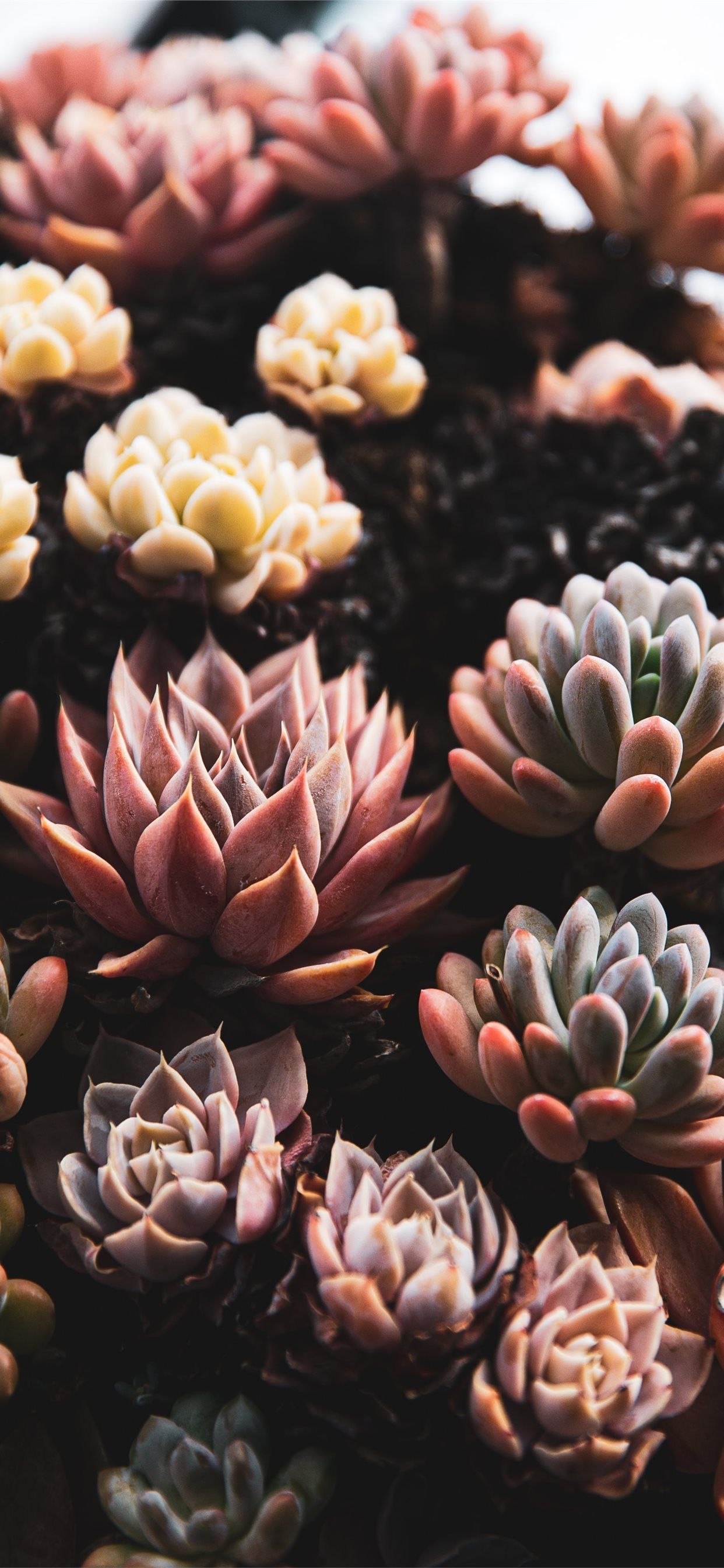close view of succulents iPhone X Wallpaper Free Download
