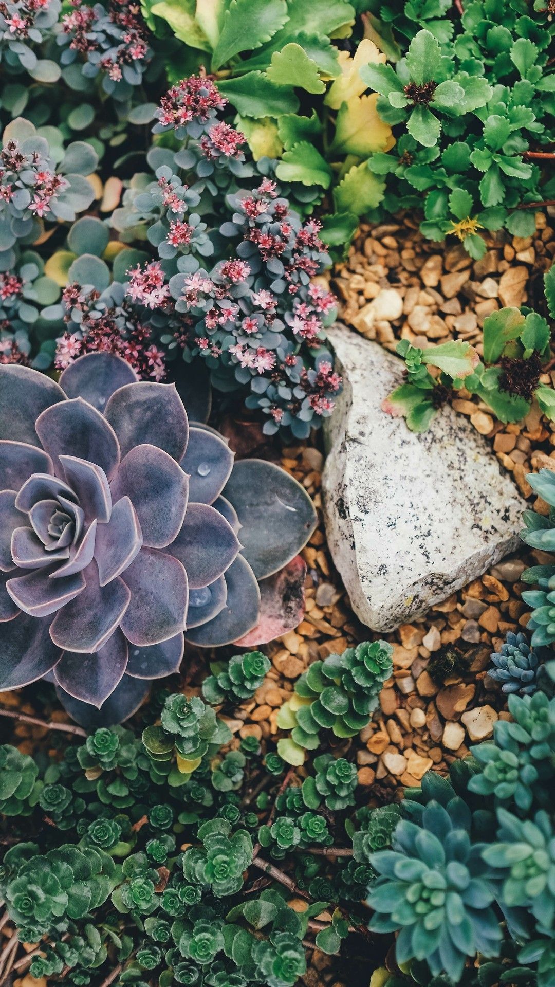succulents lockscreen