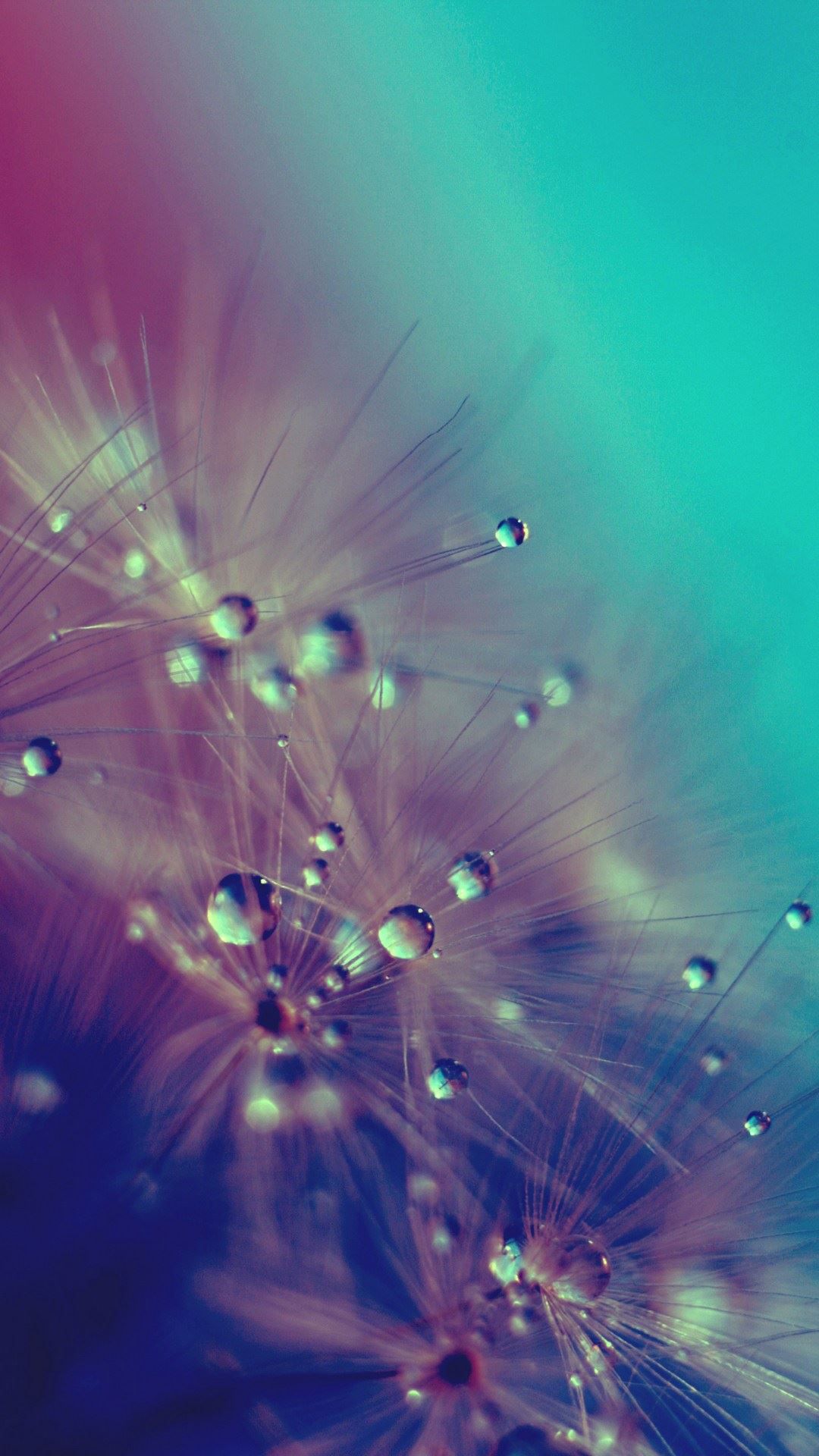 Dandelion Water Drops Closeup Android Wallpaper free download