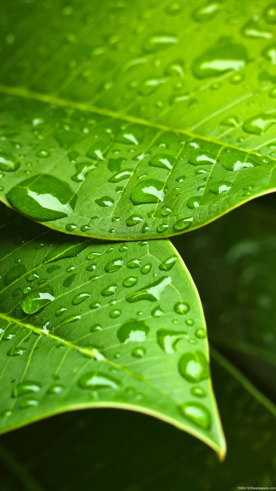 Green Leaf Water Drops Wallpaper HD