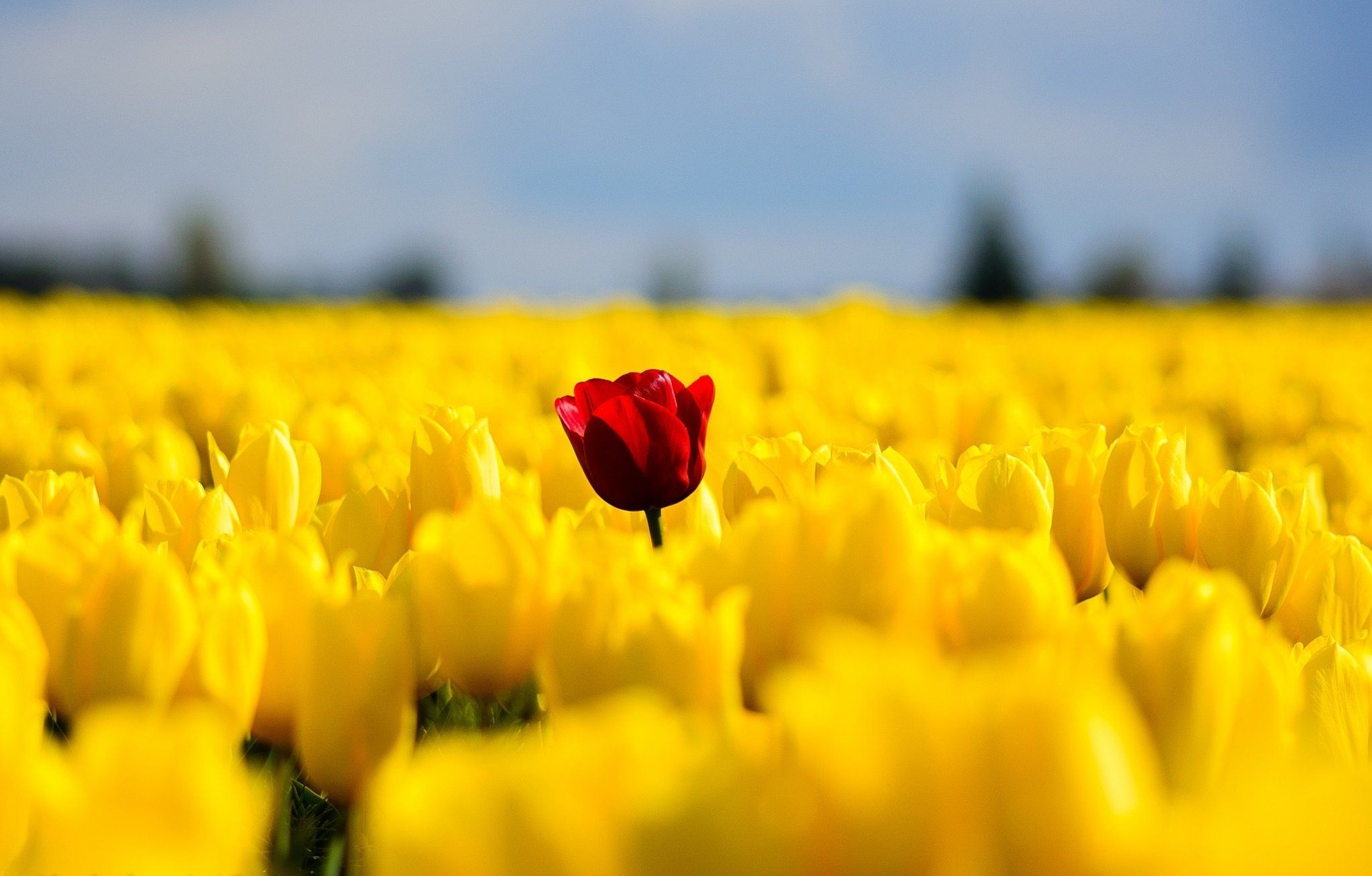 Tulips flowers field yellow red single nature spring wallpaper