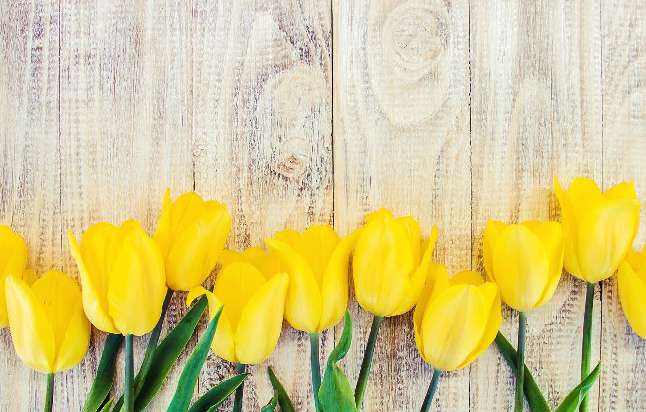 Wallpaper flowers, yellow, tulips, yellow, wood, flowers