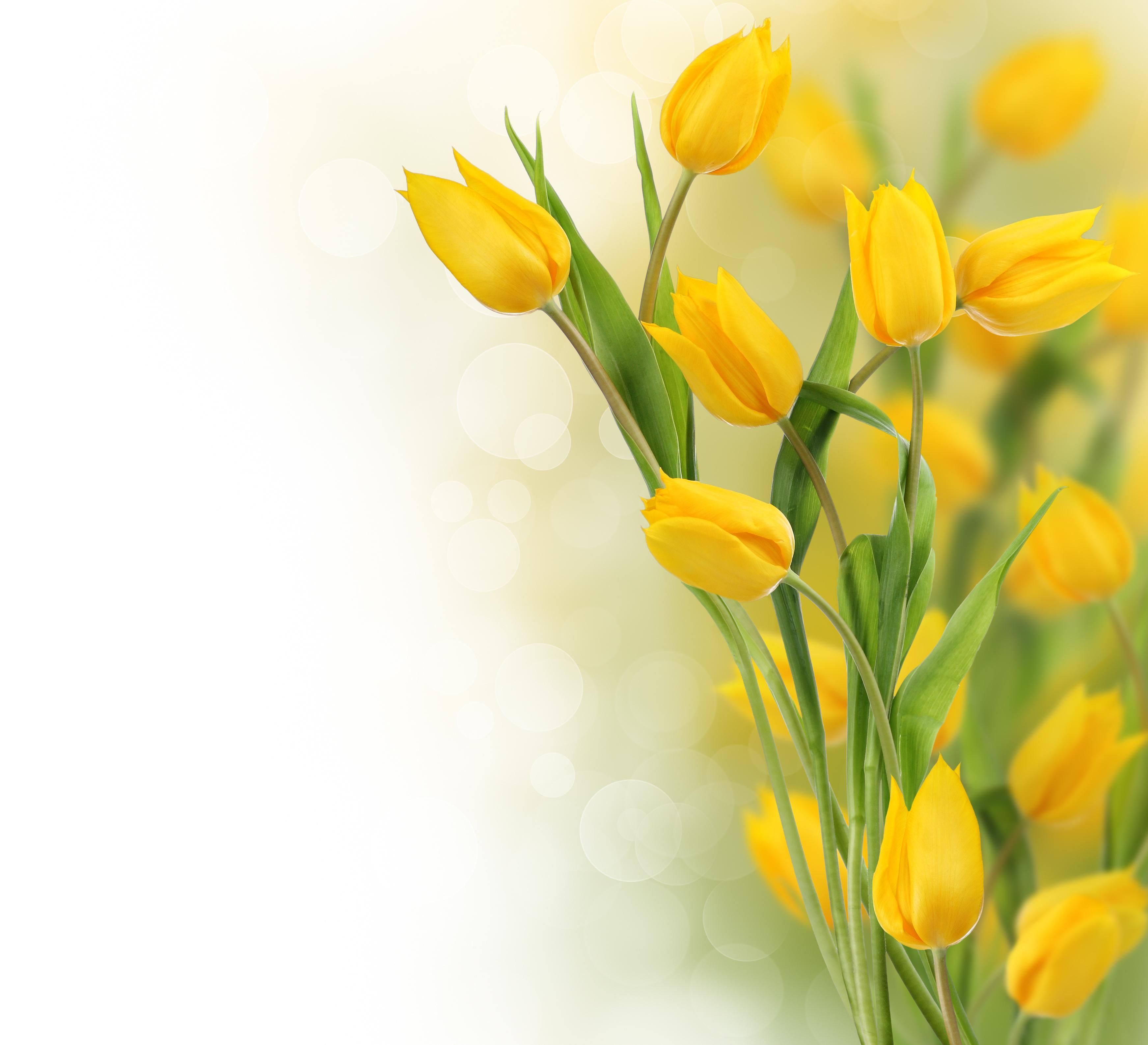 p Tulips Wallpaper Special HDQ Live p Tulips Pics. Yellow spring