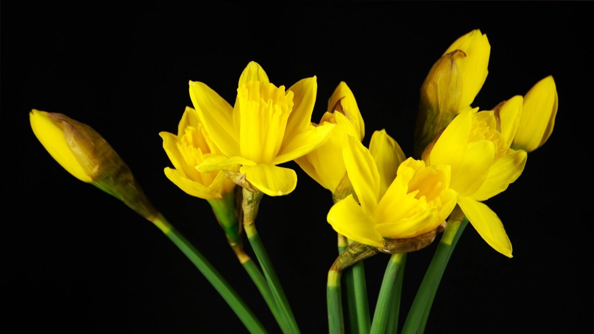 Spledid Daffodils Yellow Spring Black Background HD Image « Pin