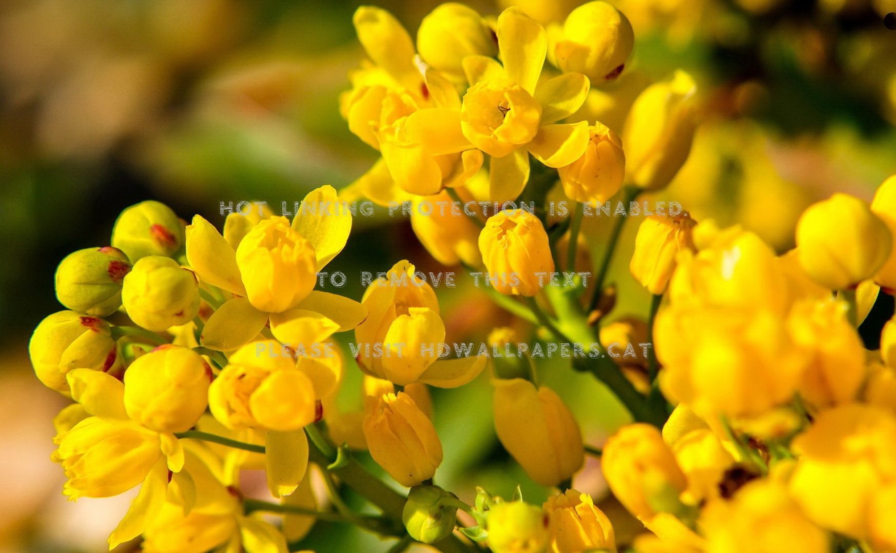 yellow spring flower fragrance scent lovely