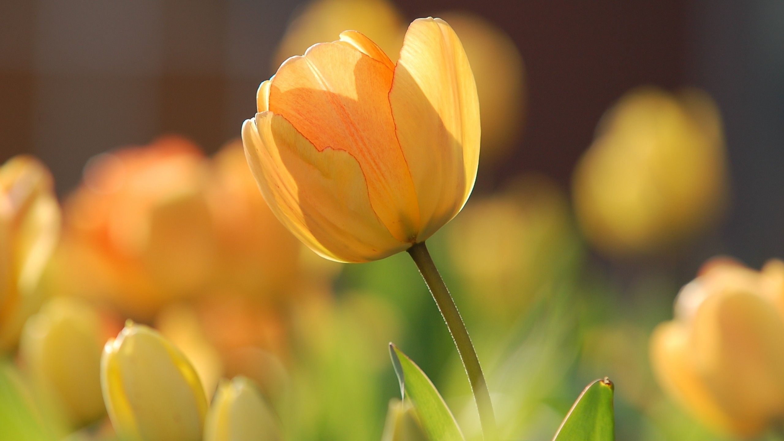 Wallpaper flowers, tulips, yellow, spring, HD, Nature