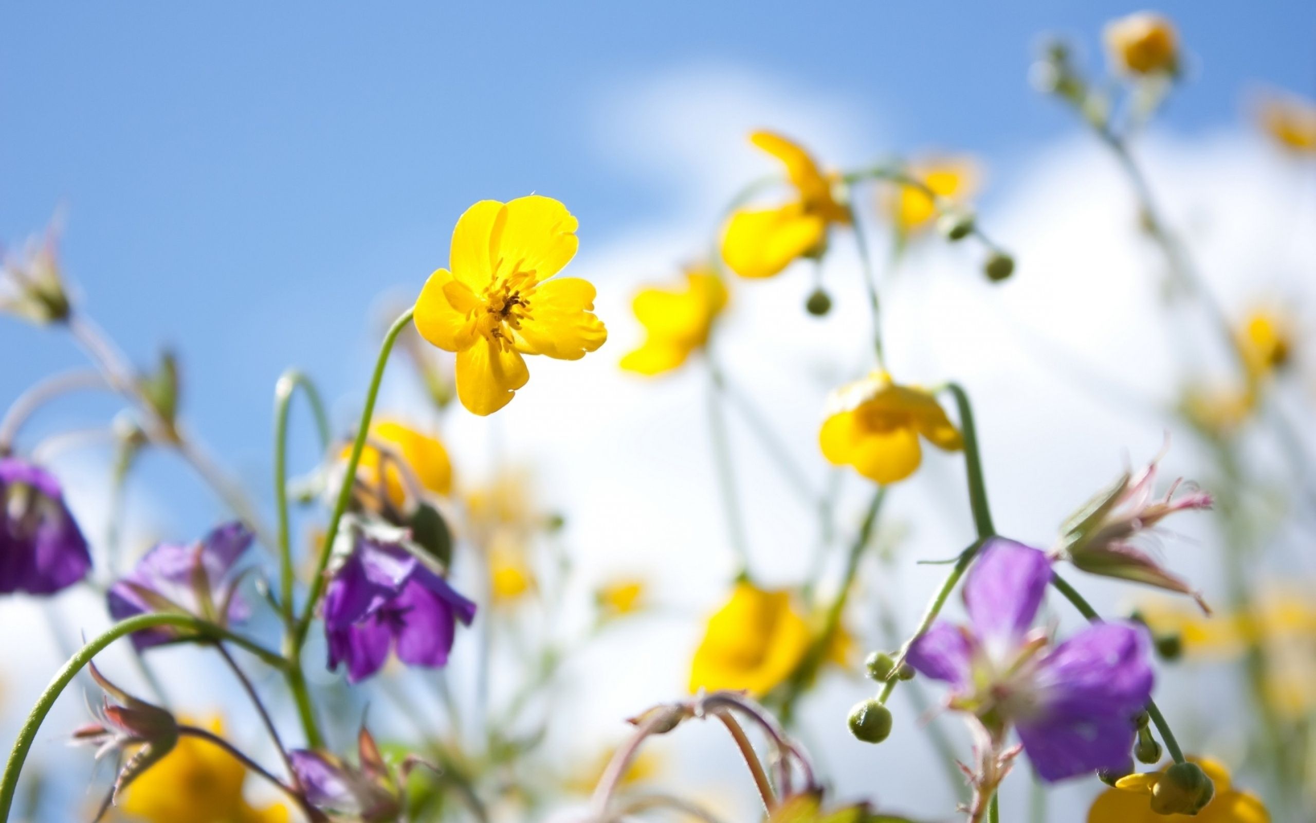 Plants Flowers Spring Sky Yellow Purple Mac Wallpaper Download