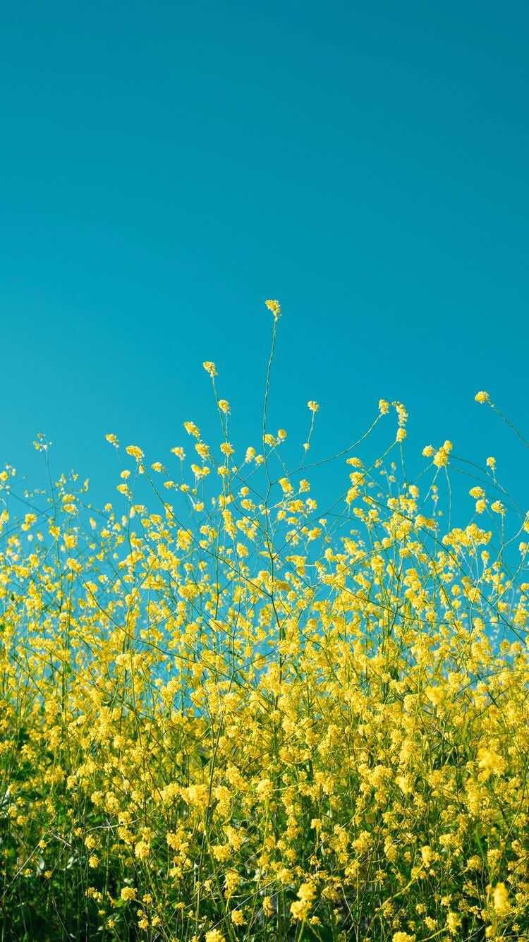 iPhone and Android Wallpaper: Yellow Flower Background for iPhone