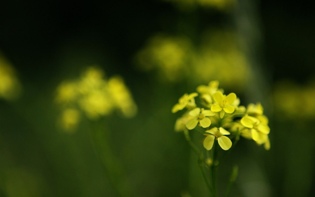 Yellow Spring Flowers wallpaper. Yellow Spring Flowers