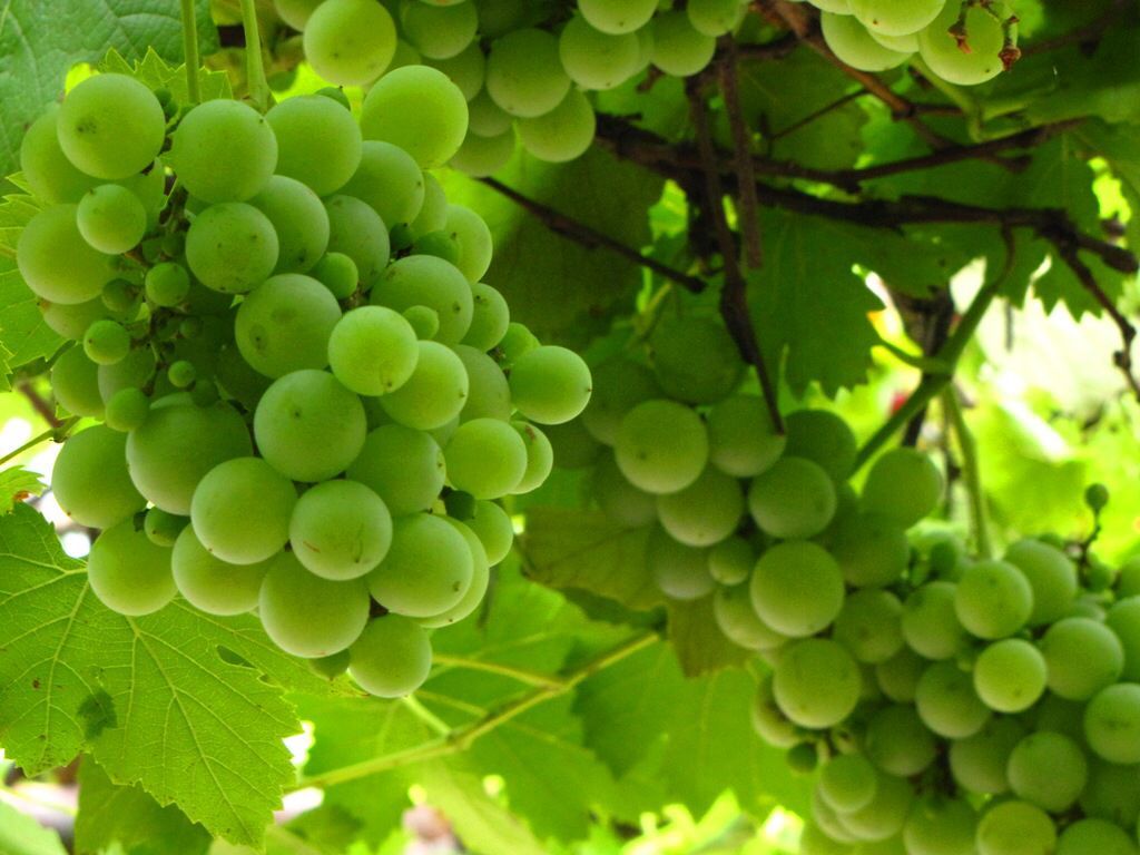 Healthy green grapes #Élevégreen. Grapes, Cancer prevention, Green grapes