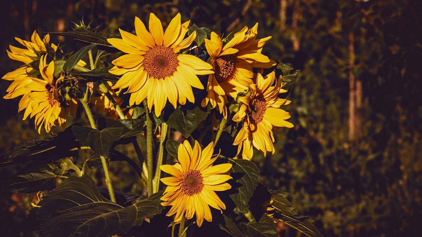 Wallpaper Sunflower, Flowers, Summer, Yellow Wallpaper