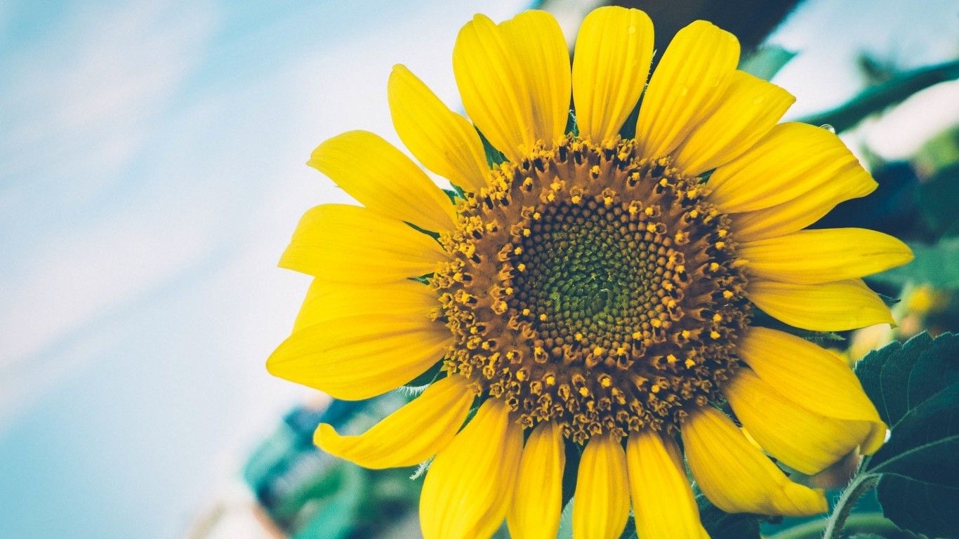 Download 1366x768 Sunflower, Close Up, Yellow Wallpaper