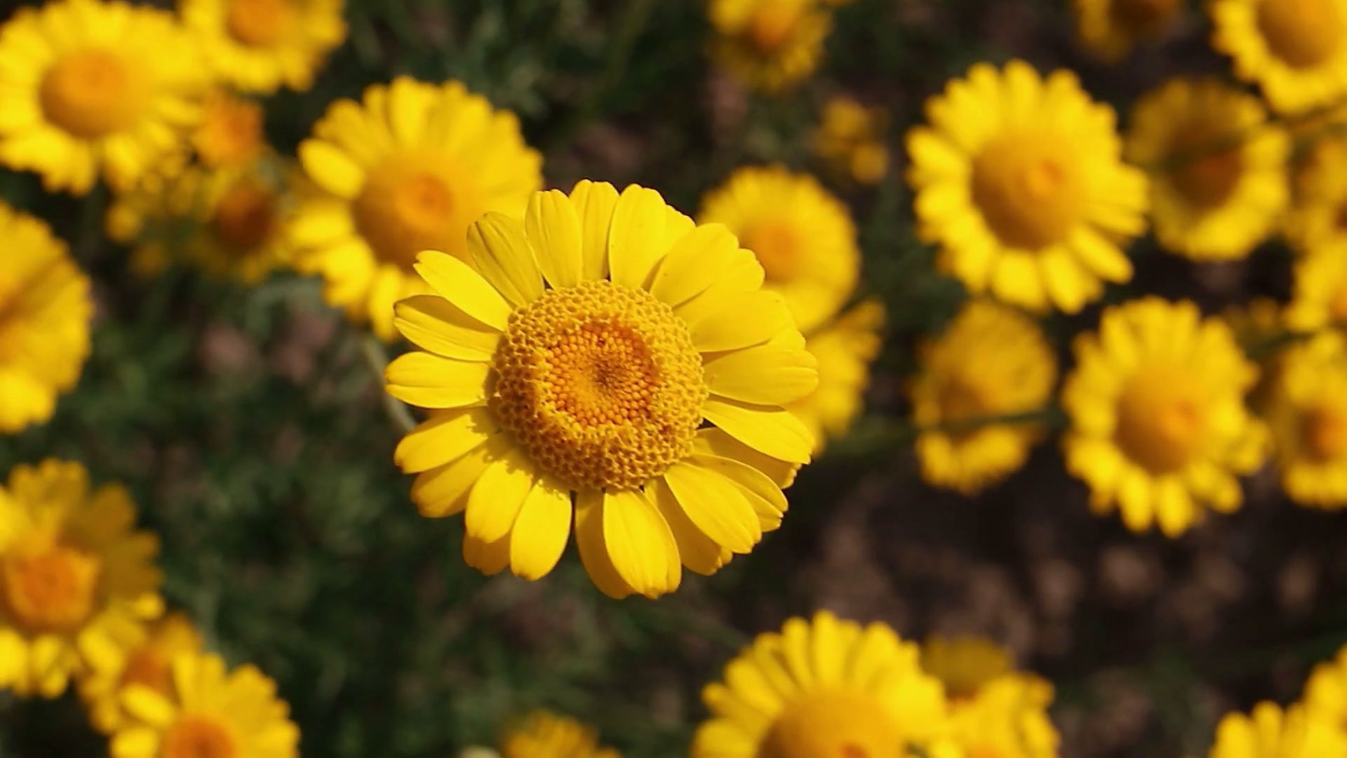 Best HD Wallpaper for Lapp with Yellow Daisy Flower