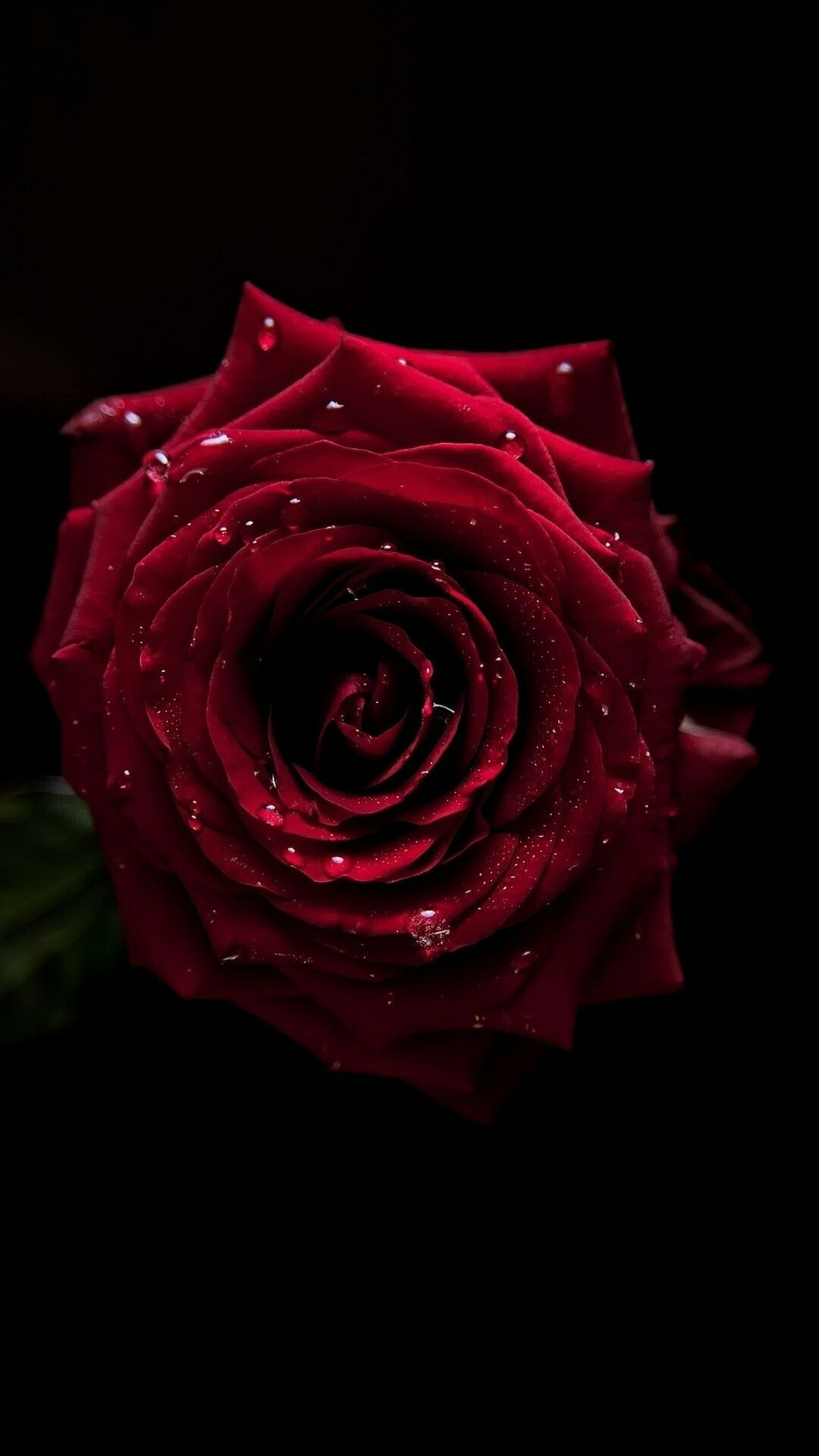 BEAUTIFUL Morning My LOVE. Flowers black background, Rose