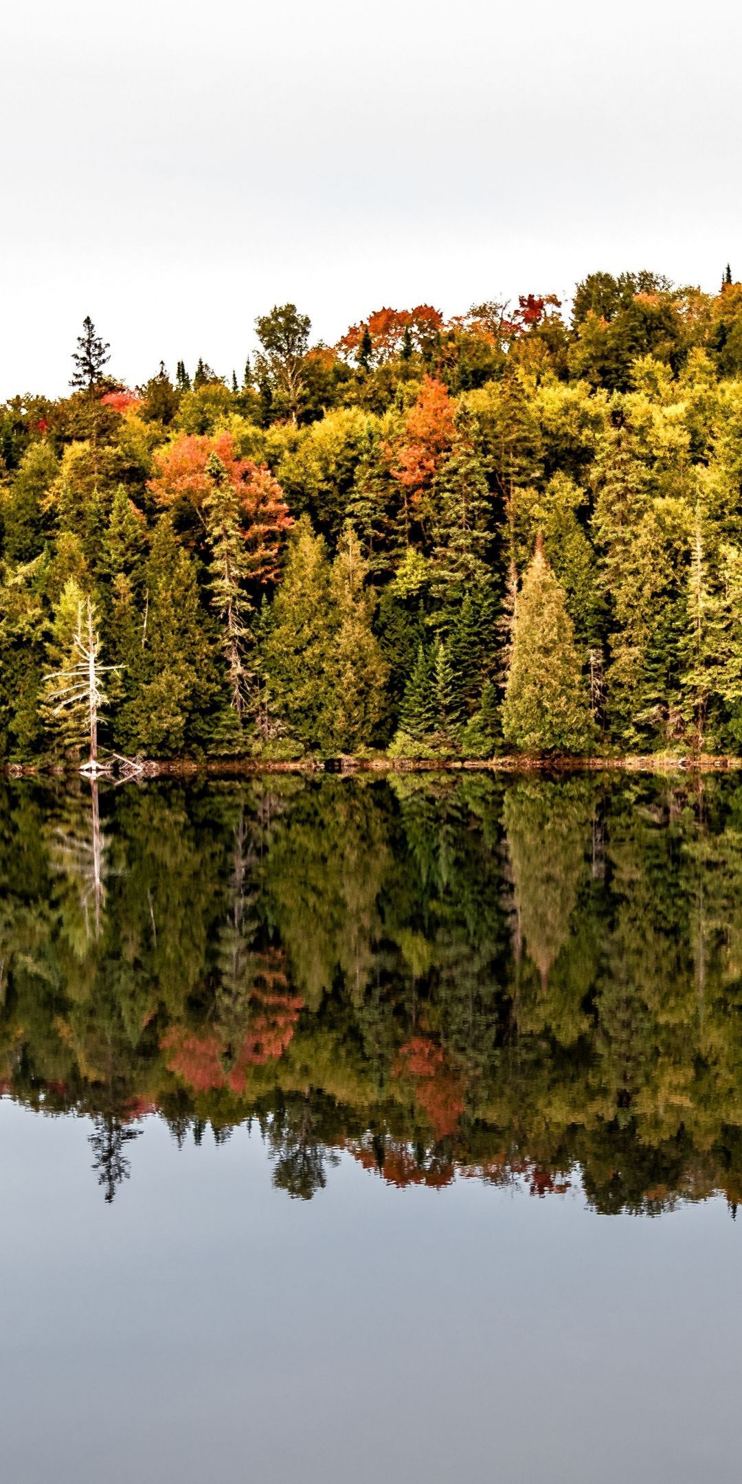 Canada, lake, autumn, tree, reflections