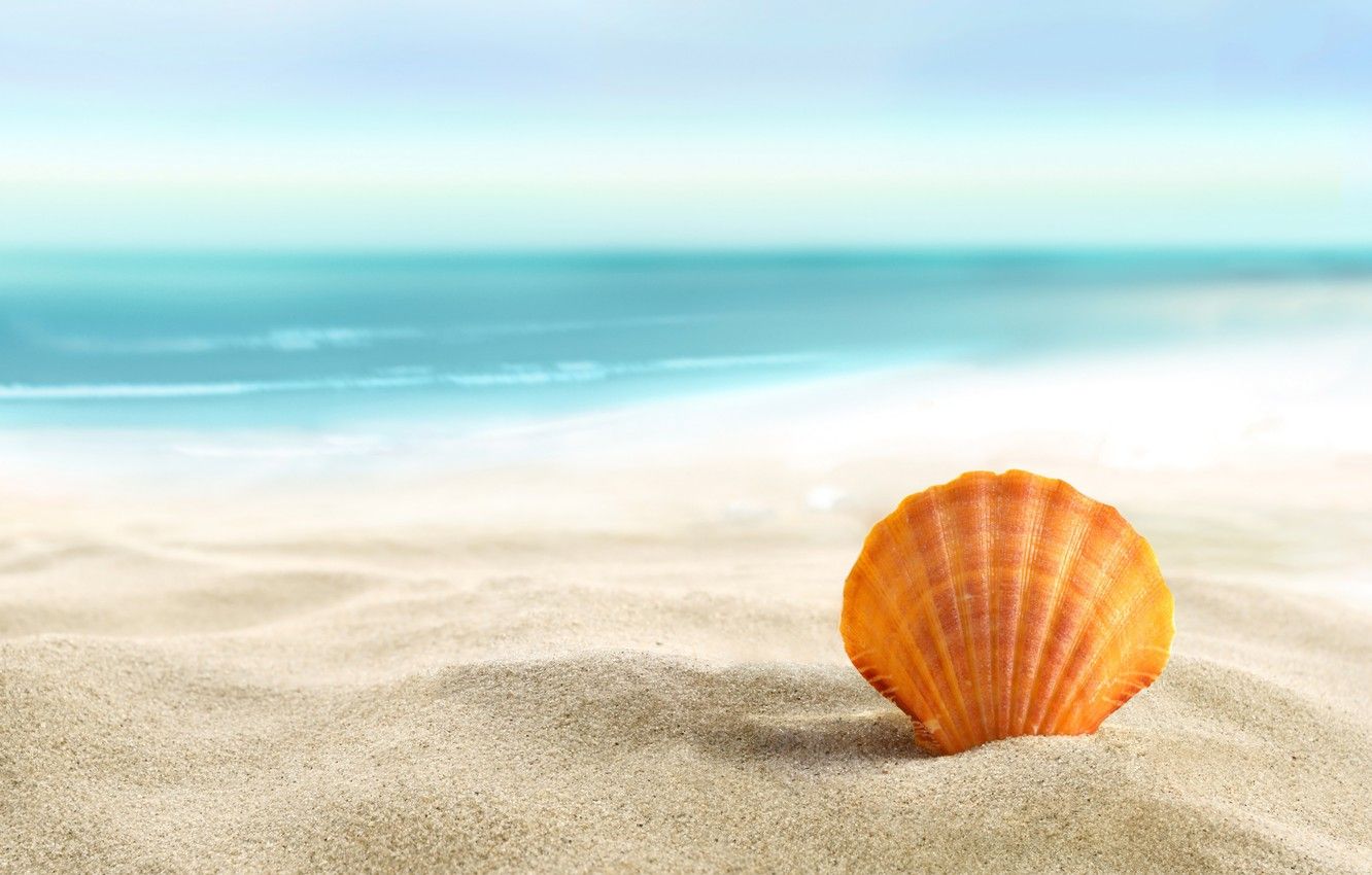 Wallpaper sand, sea, beach, summer, the sun, shell, beach, sand, seashell image for desktop, section природа
