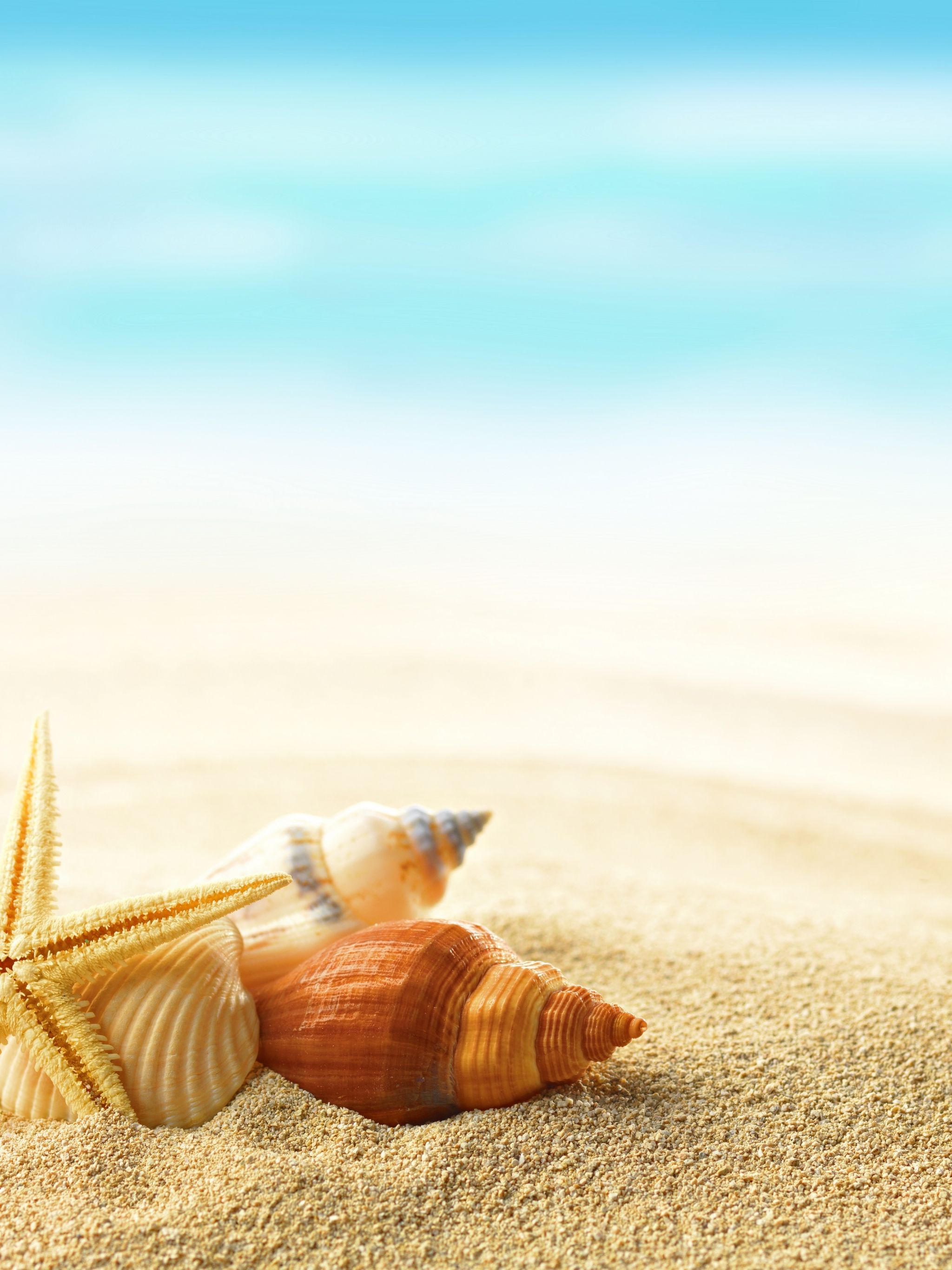Free download sea beach sand seashells shells summer Wallpaper