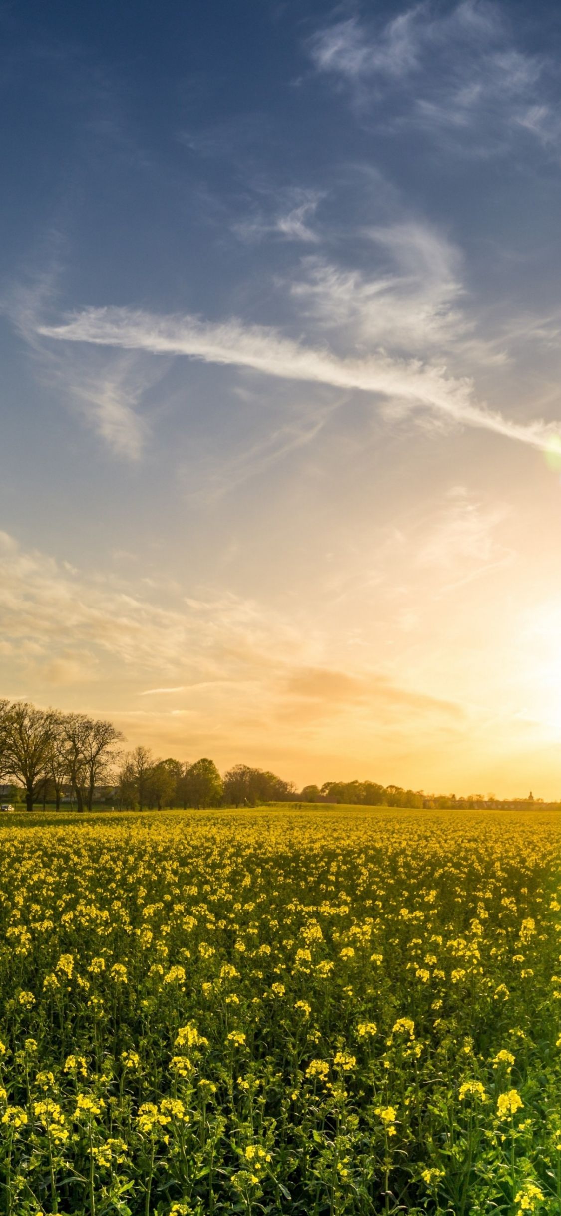 Download 1125x2436 wallpaper oilseed rape, farm, sunny day, sky