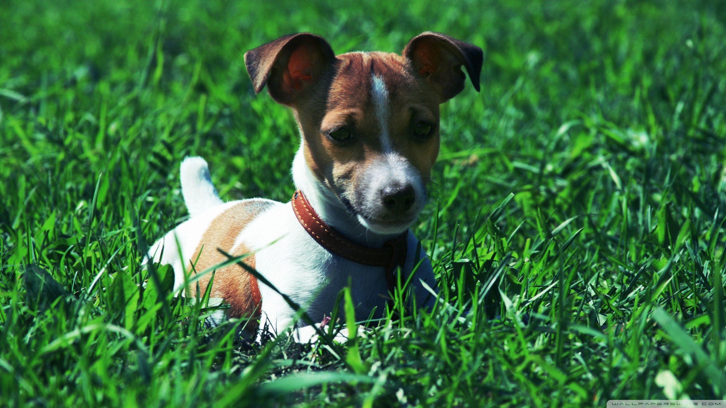Jack Russell Terrier In The Grass ❤ UHD desktop wallpaper