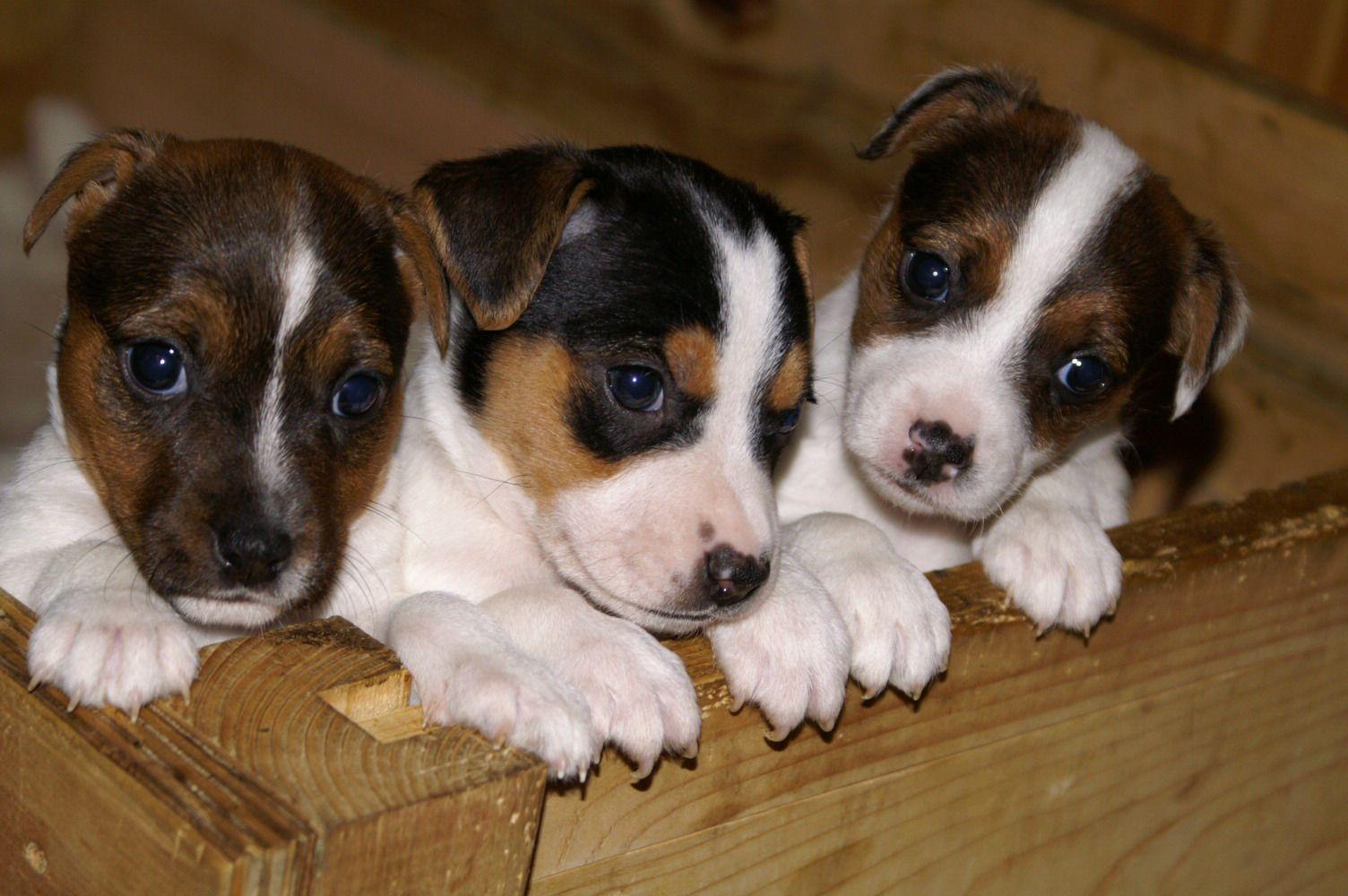Jack Russell Terrier puppies photo and wallpaper. Beautiful Jack