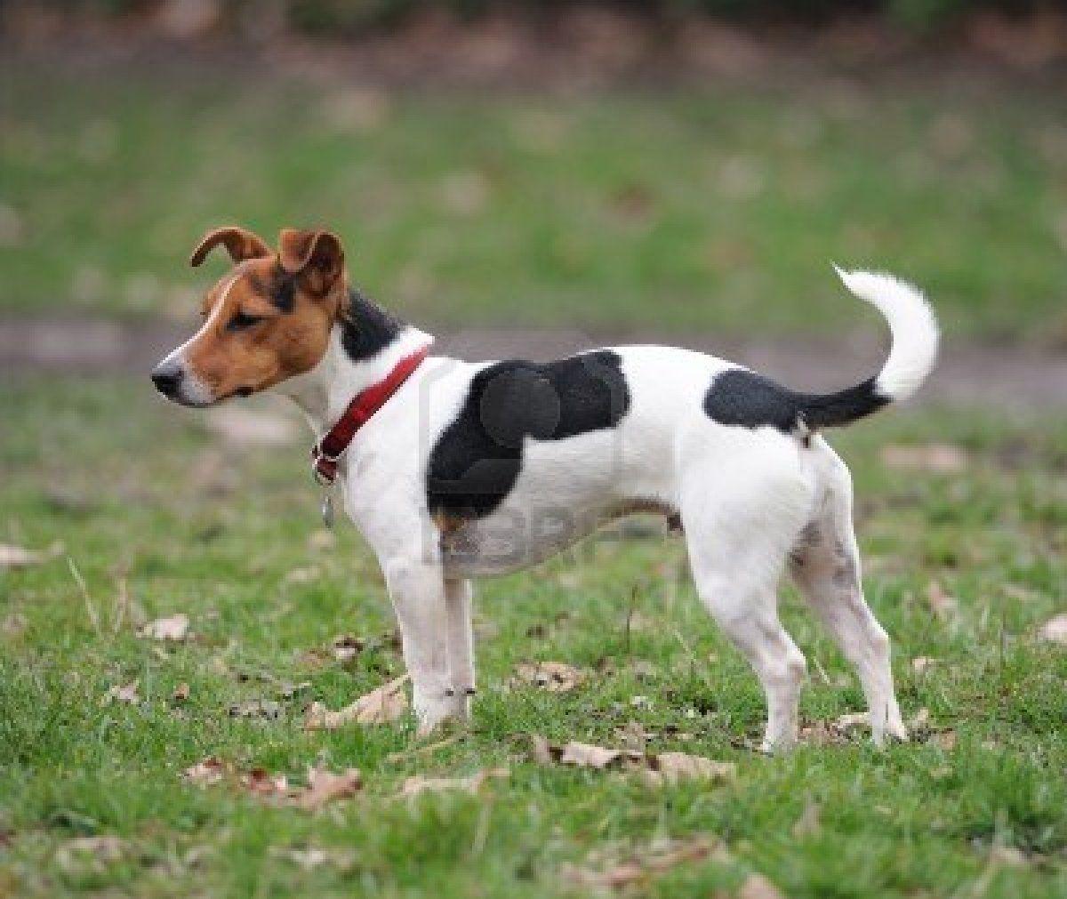 Beautiful Jack Russell Terrier dog photo and wallpaper. Beautiful