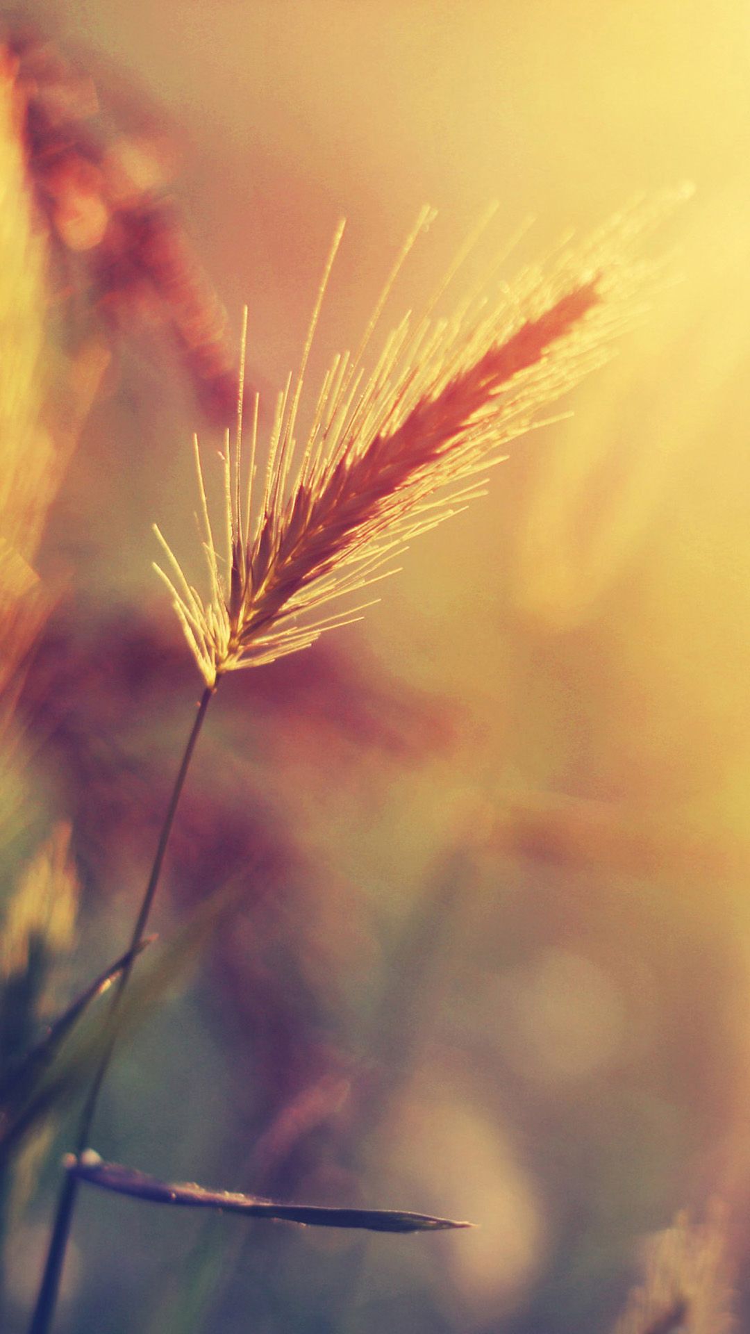 Wheat Plant Closeup Warm Colors Android Wallpaper free download