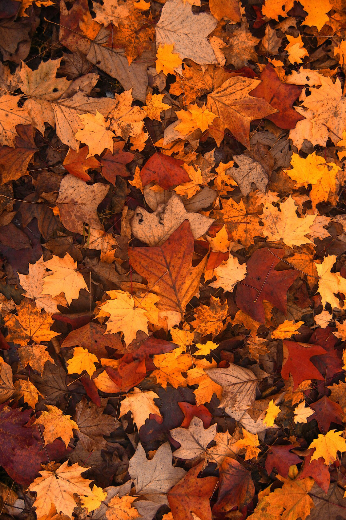 Fall Leaves iPhone Wallpaper Tumblr