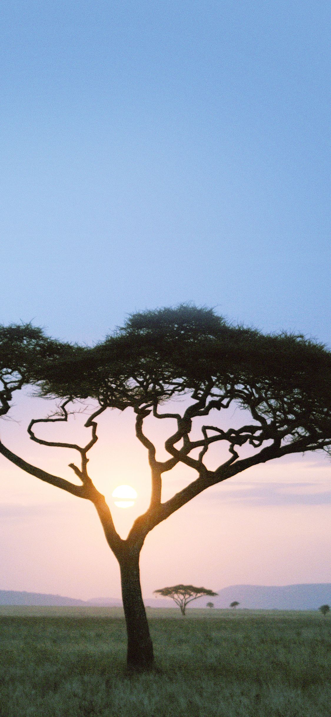 Solo Tree Safari Day Africa Sunrise
