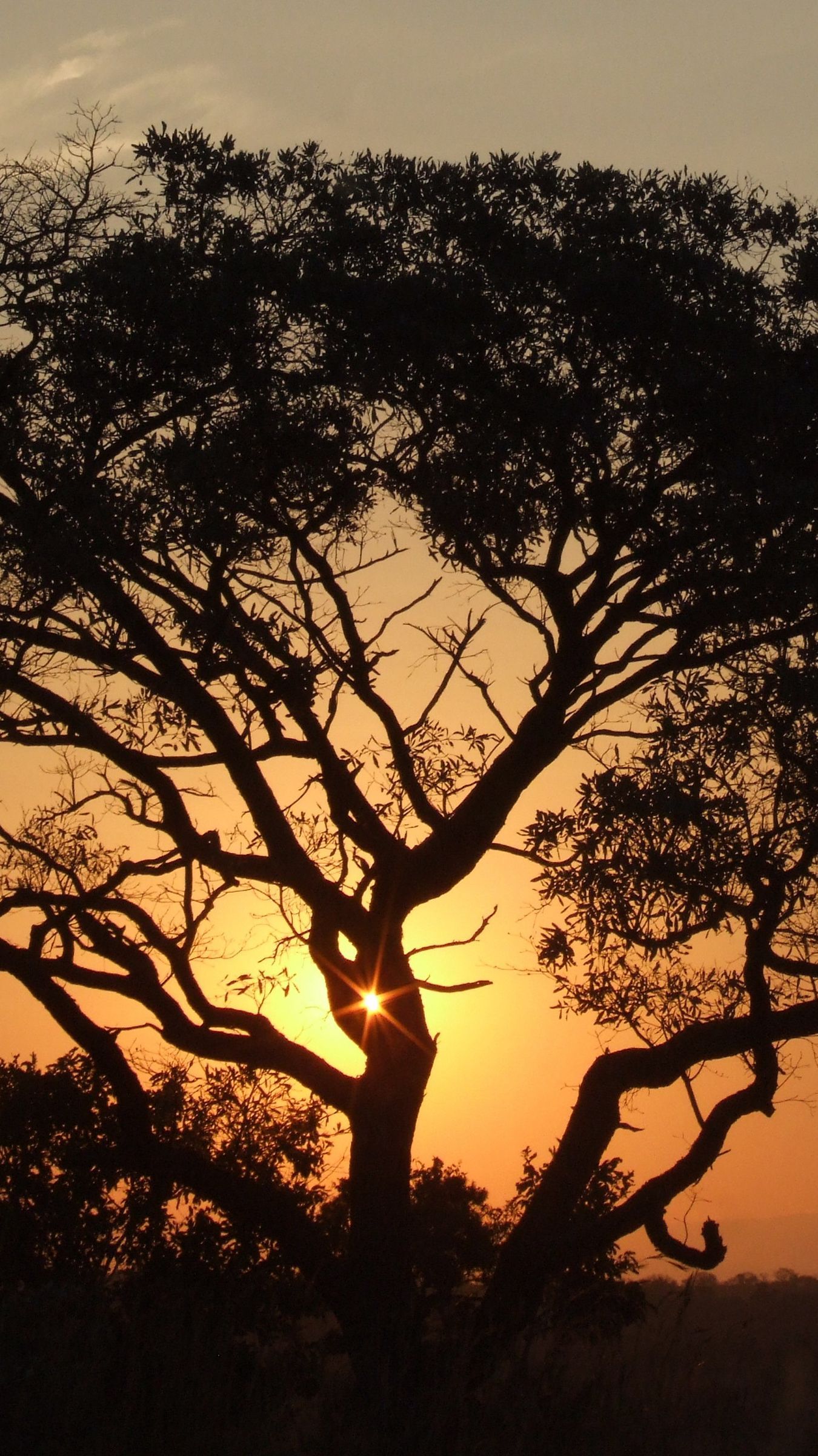 Download wallpaper 1350x2400 africa, sunset, trees, night iphone