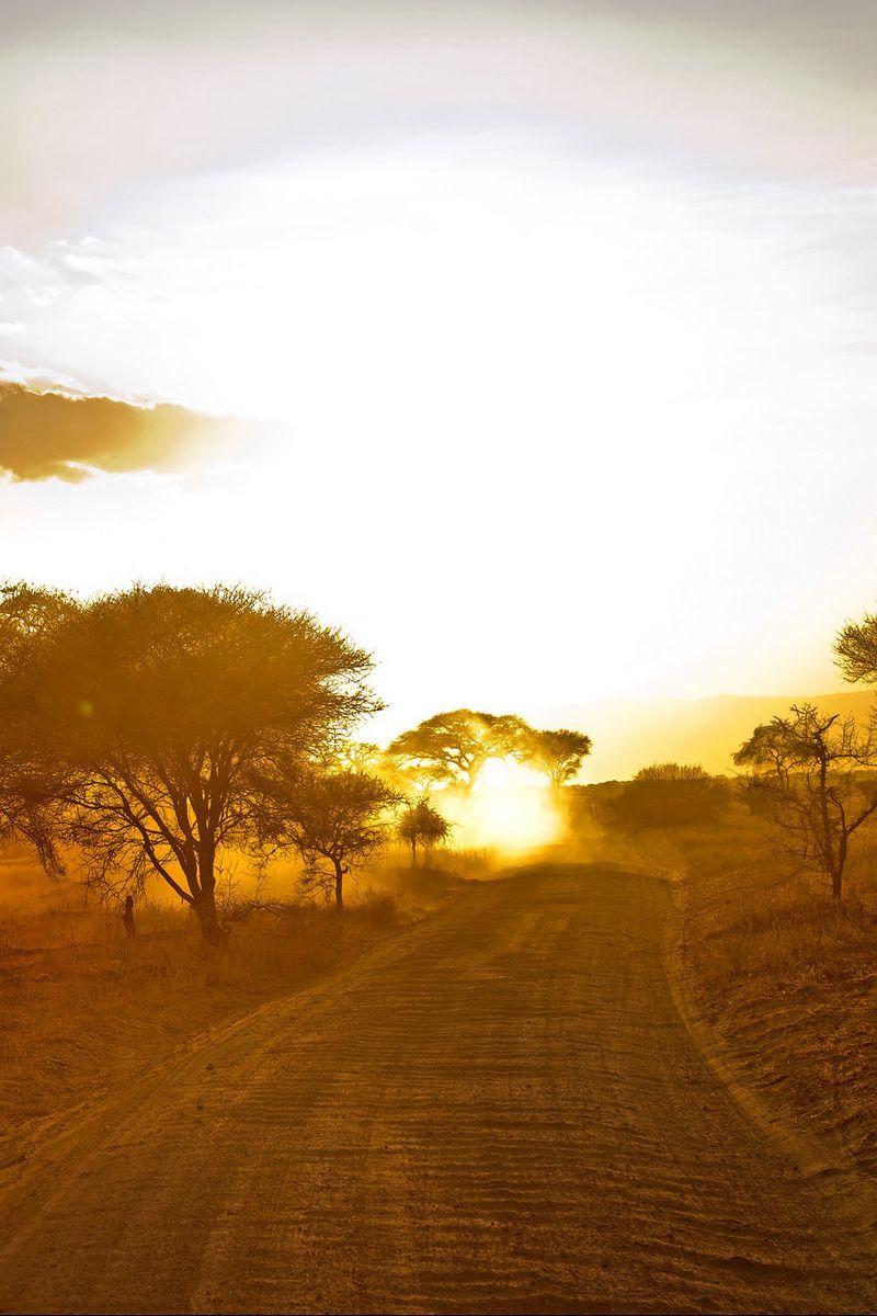 Download wallpaper 800x1200 africa, road, sunrise, sand, trees