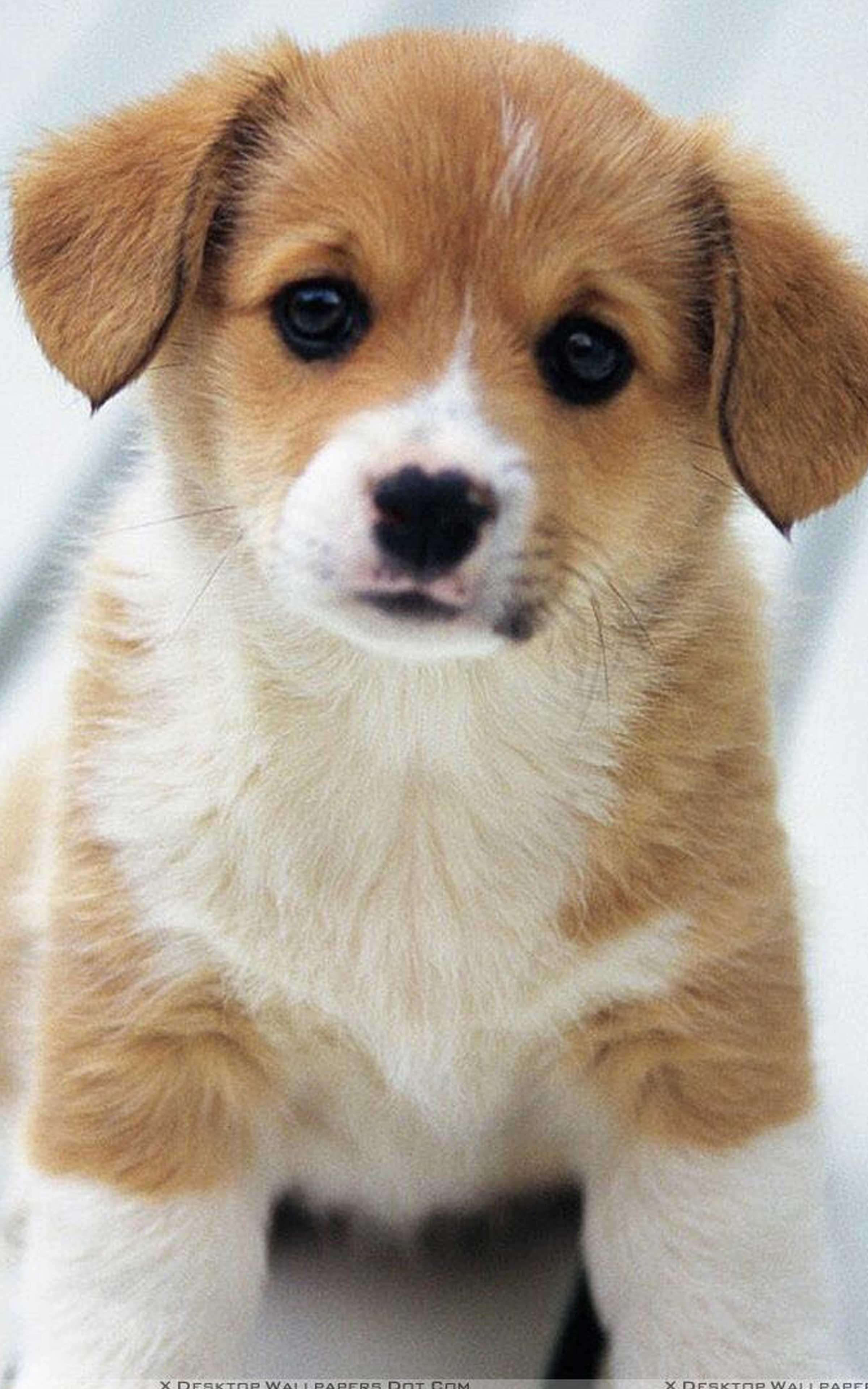 Puppy Phone Wallpapers - Wallpaper Cave