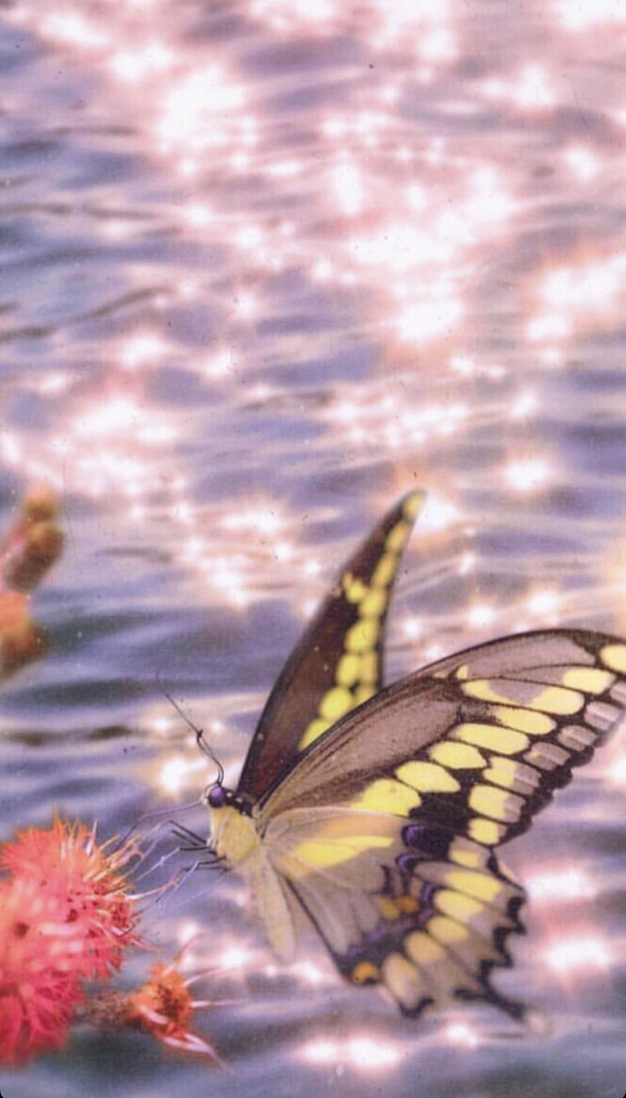 Artsy Aesthetic Butterfly Wallpaper Sparkle - Eradetontos