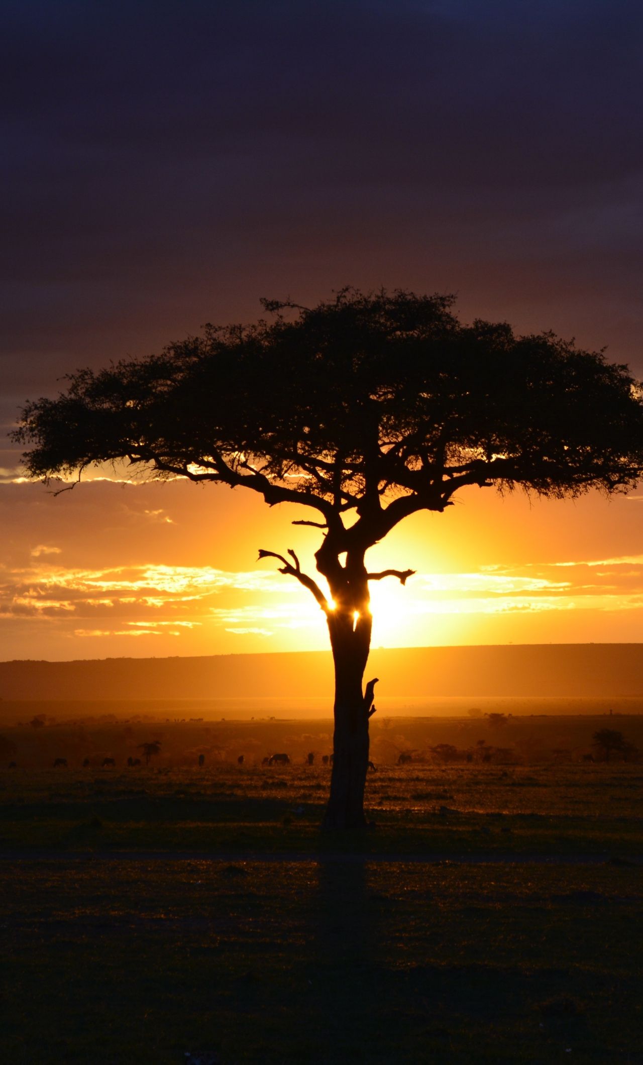 Download 1280x2120 wallpaper tree, sunset, landscape, africa