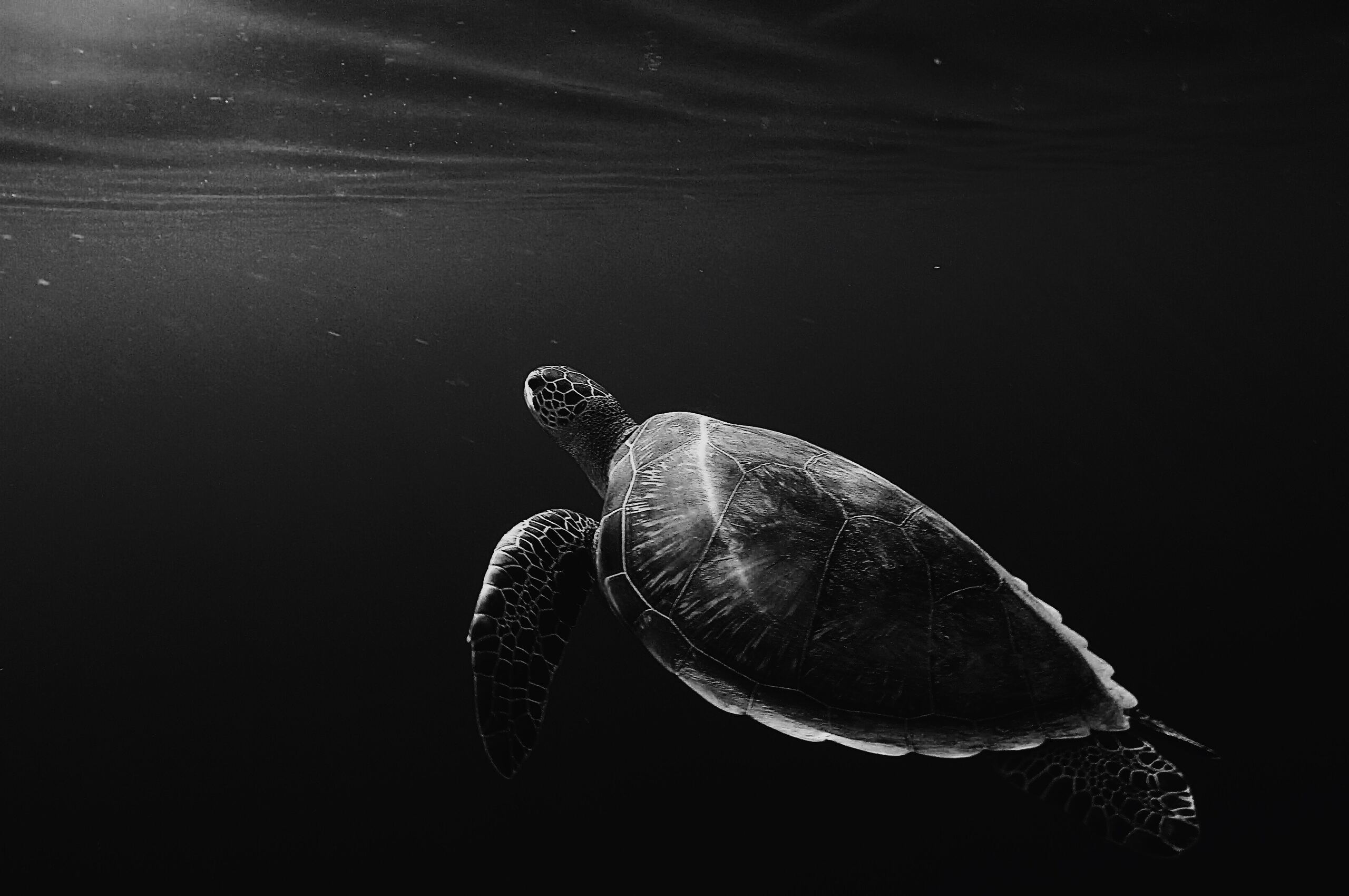 Turtle Oled 4k Chromebook Pixel HD 4k Wallpaper, Image