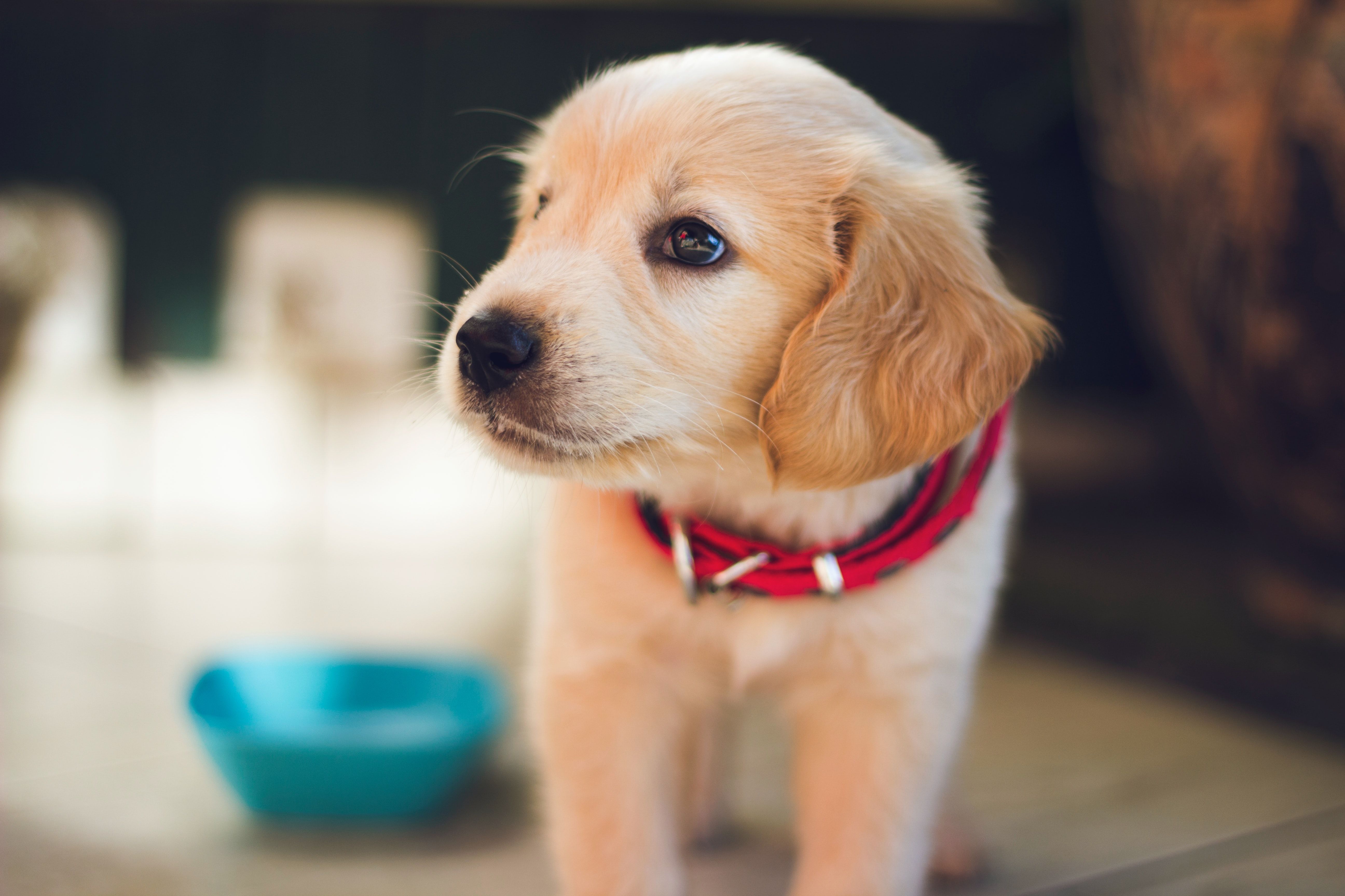 Puppy Wallpapers: Free HD Download [500+ HQ]