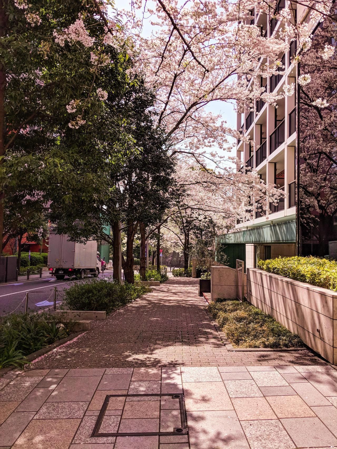 Sakura in Roppongi, Tokyo. Aesthetic japan, City aesthetic, Japan