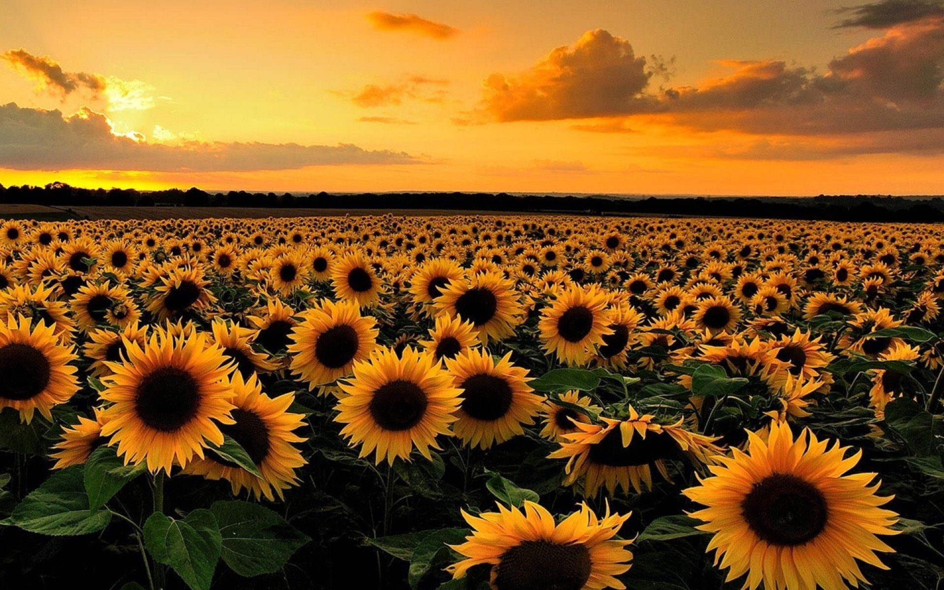 Sunflower Field at Sunset HD Wallpaper. Background Image