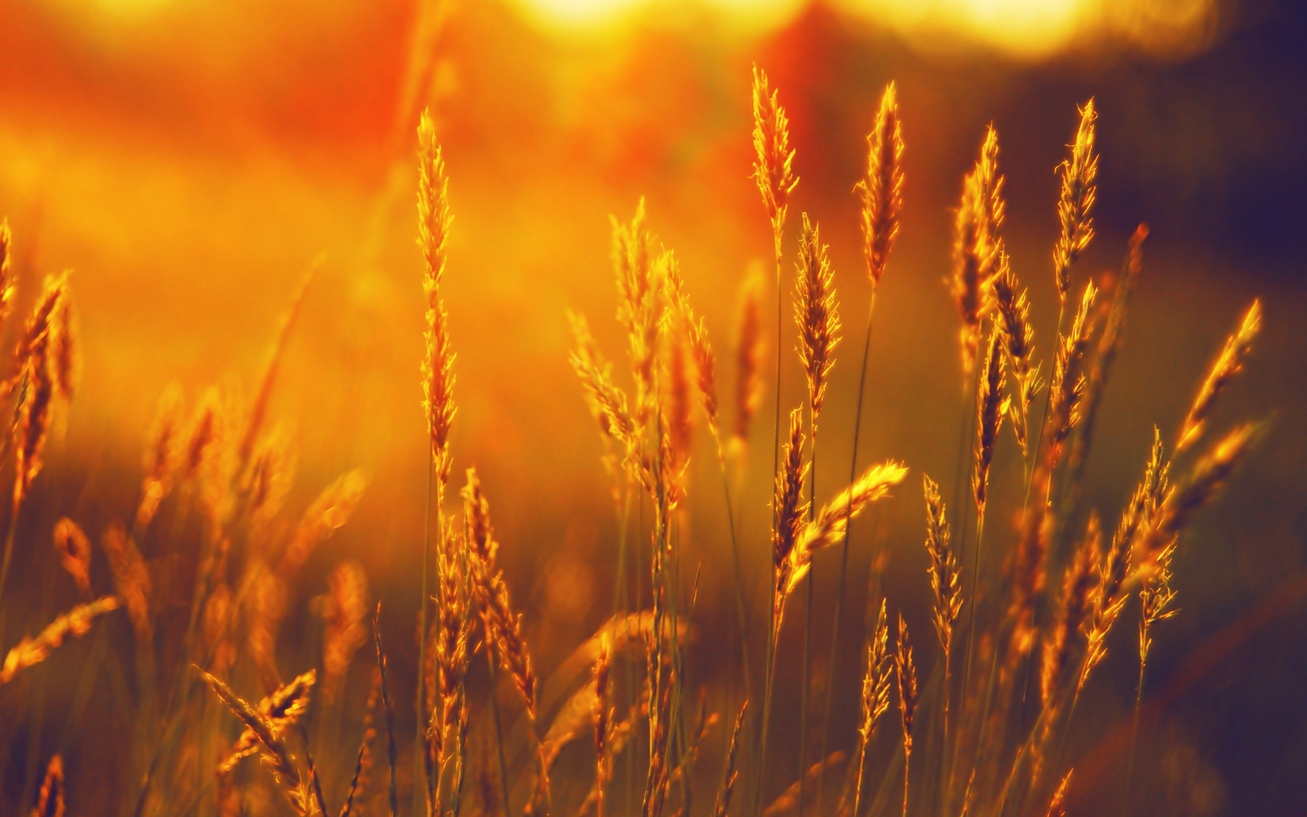 landscape, Summer, Field, Wheat, Sunset Wallpaper HD / Desktop