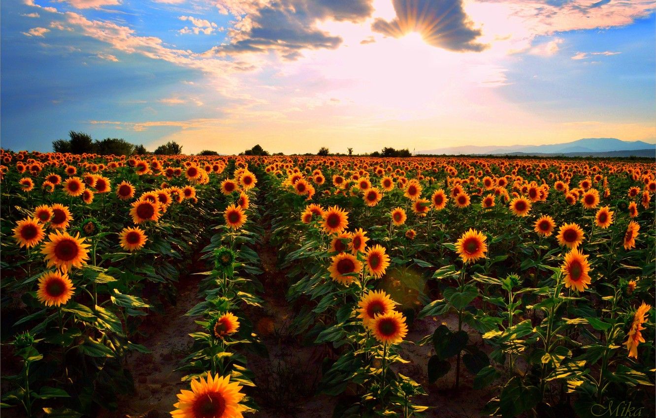 Wallpaper Sunset, Field, Summer, Sunflowers, Sunset, Summer, Field, Sunflowers image for desktop, section пейзажи