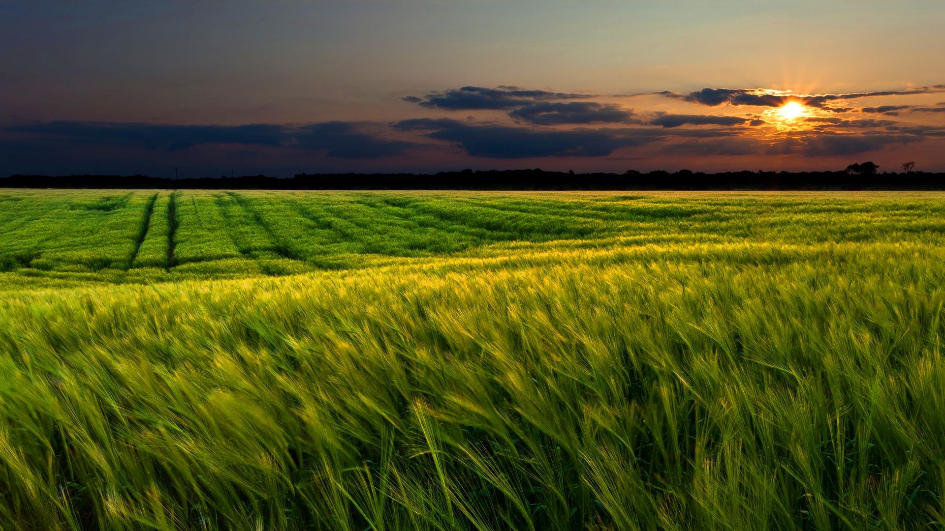 Description: The Wallpaper above is Green wheat field sunset