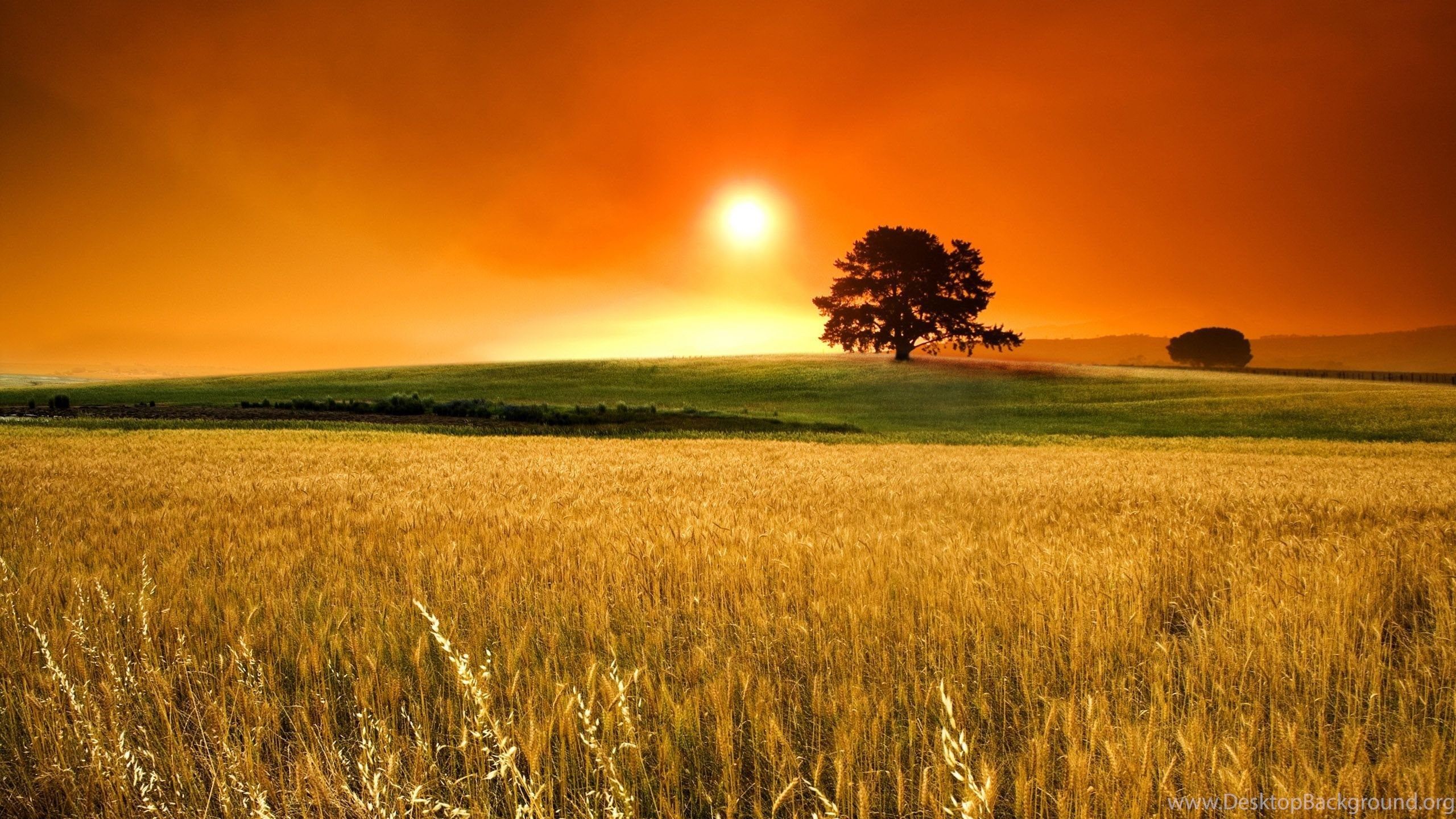 Sunset Field HD Wallpaper Desktop Background