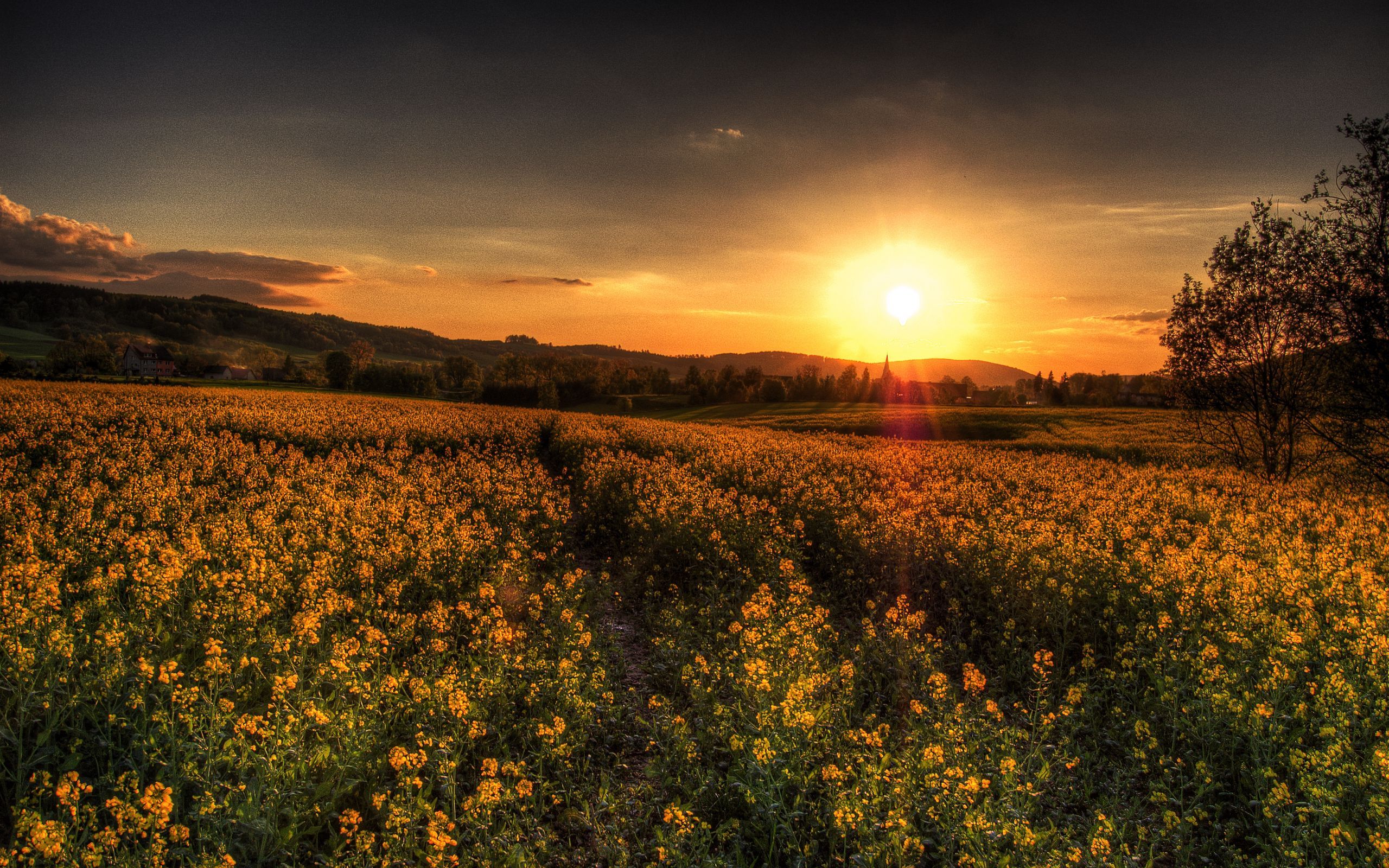 Download wallpaper 2560x1600 sunset, field, landscape widescreen