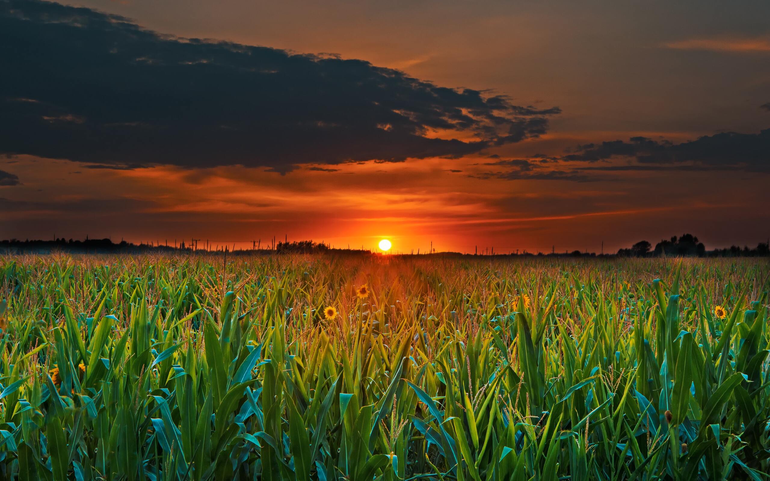 Crop Field Sunset 2560x1600 Resolution HD 4k Wallpaper