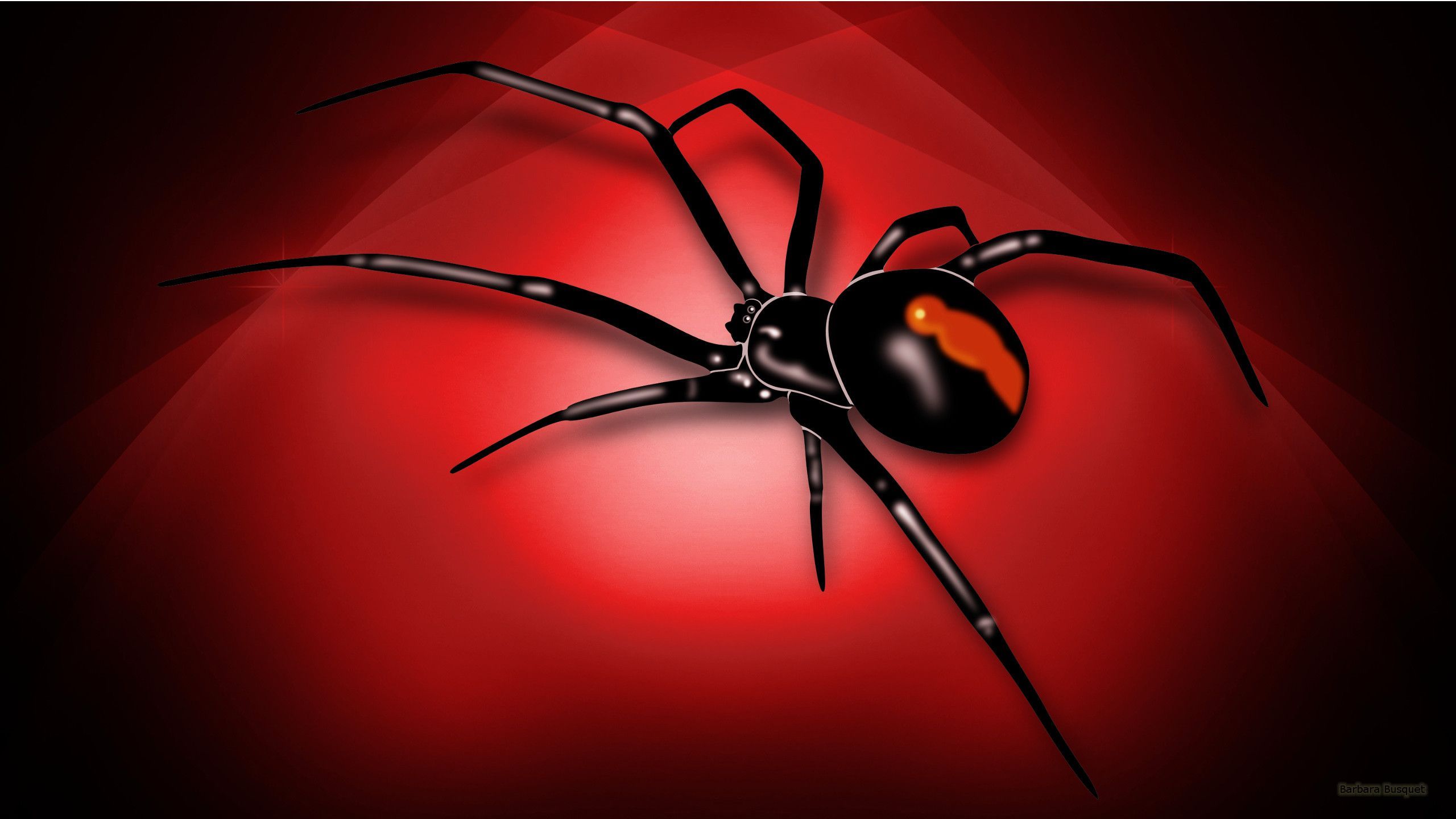Black Widow Spiders Wallpaper Free Black Widow Spiders