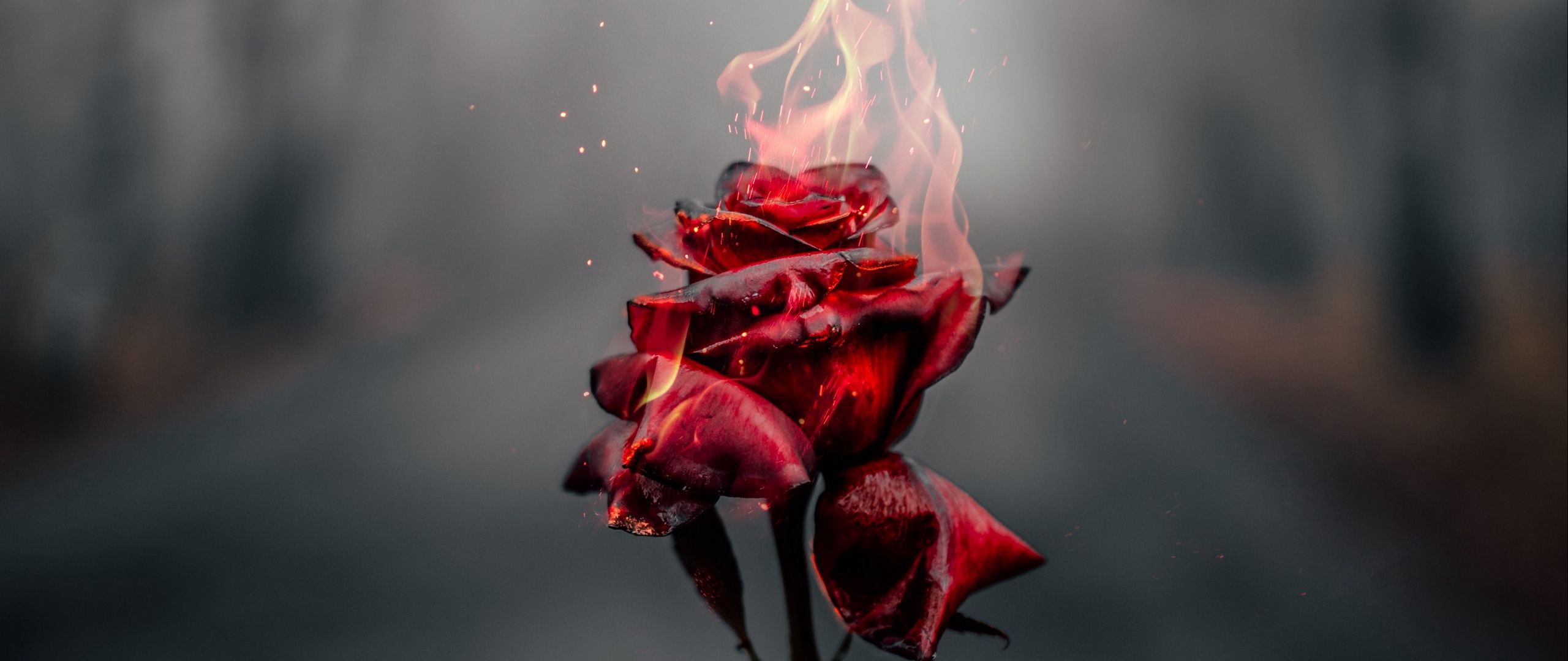 Rose in fire Wallpaper 2k Quad HD