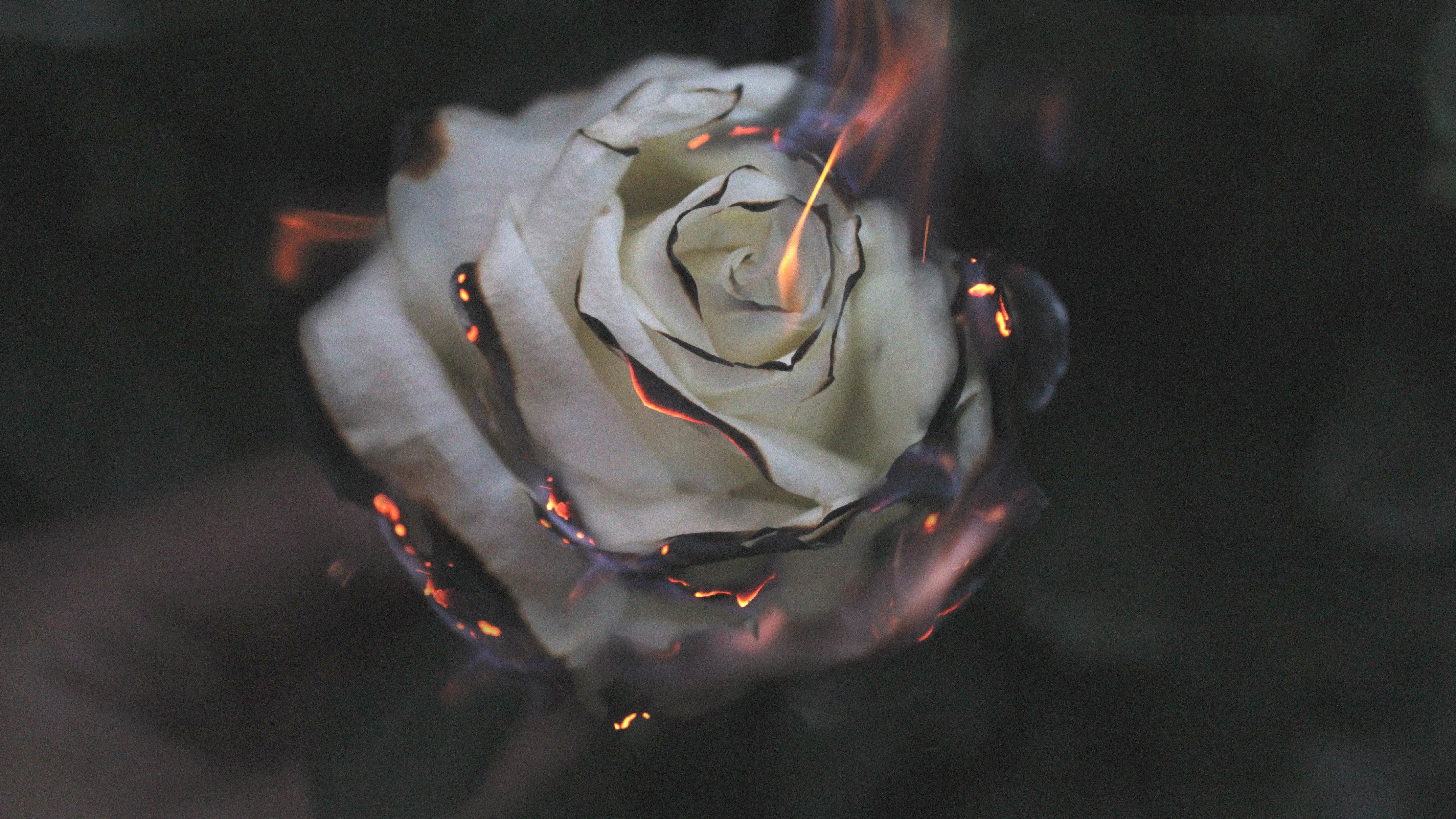 White rose on fire Wallpaper 5k Ultra HD